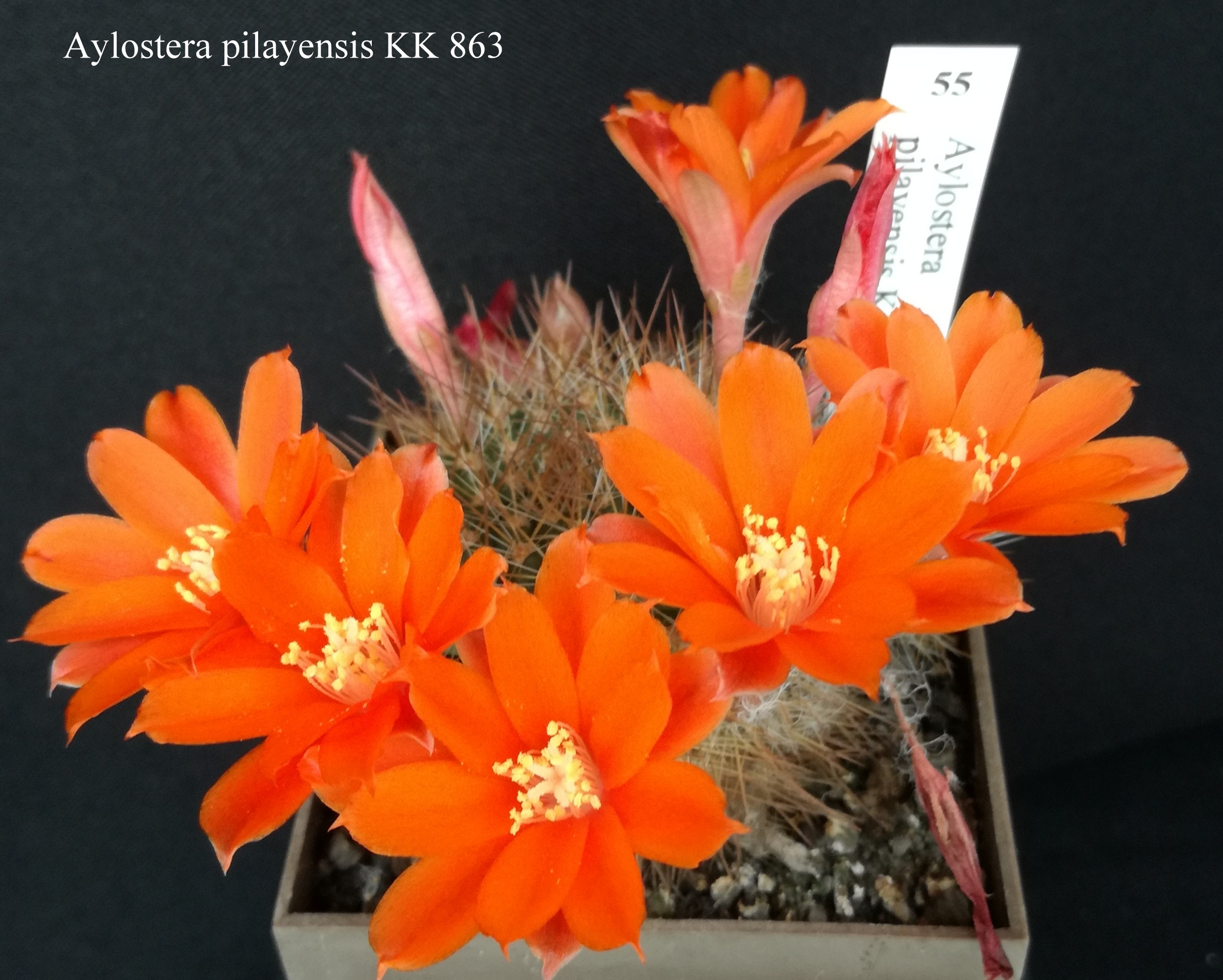 55 Aylostera pilayensis KK 863 20190521