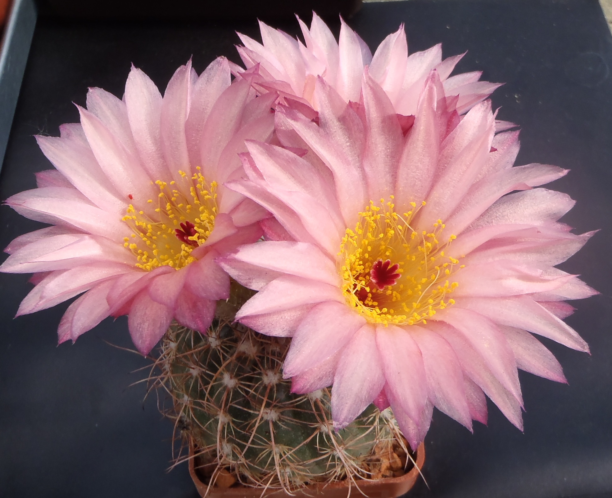Notocactus apricus 20140605