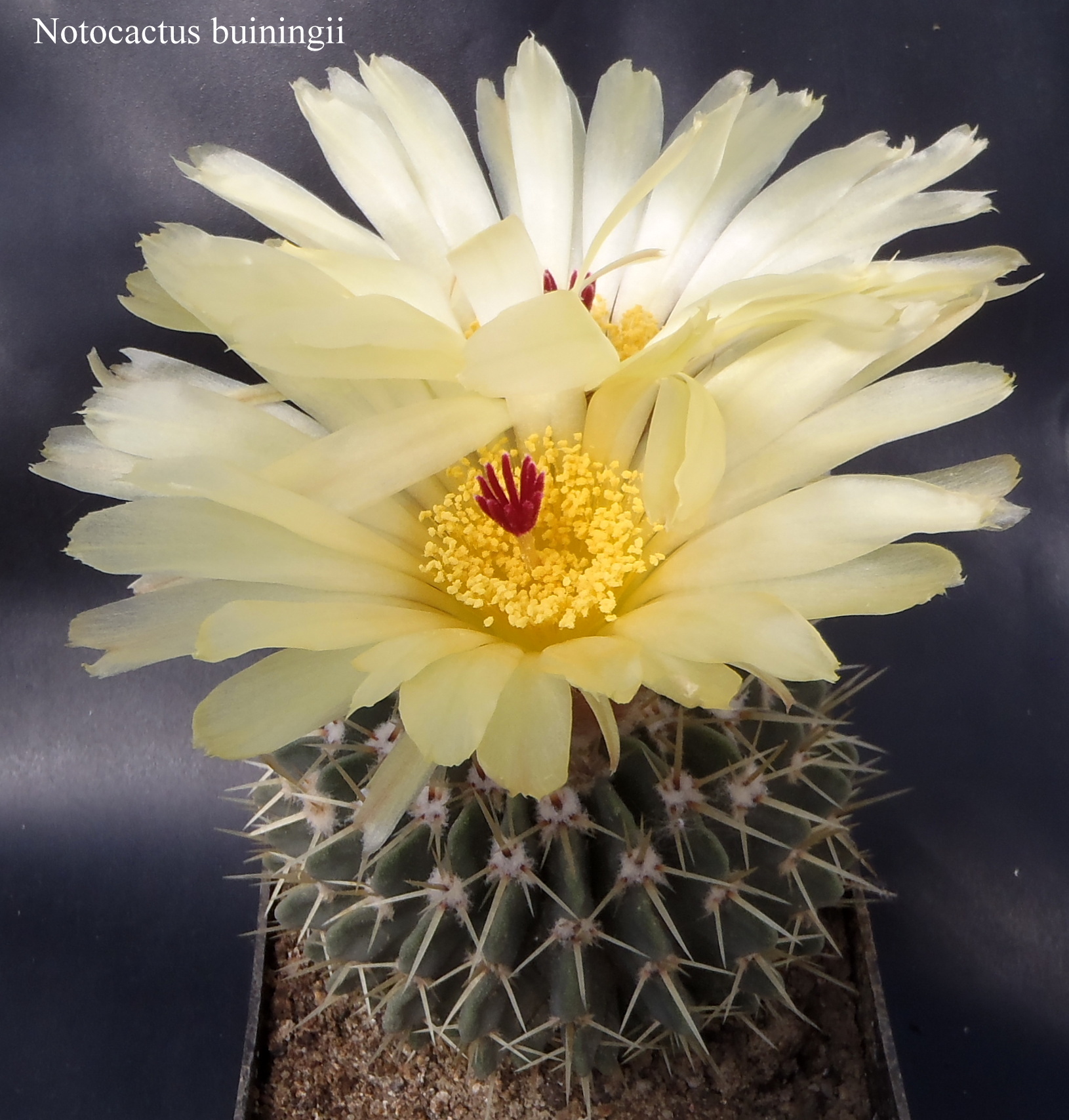 Notocactus buiningii 20160509 