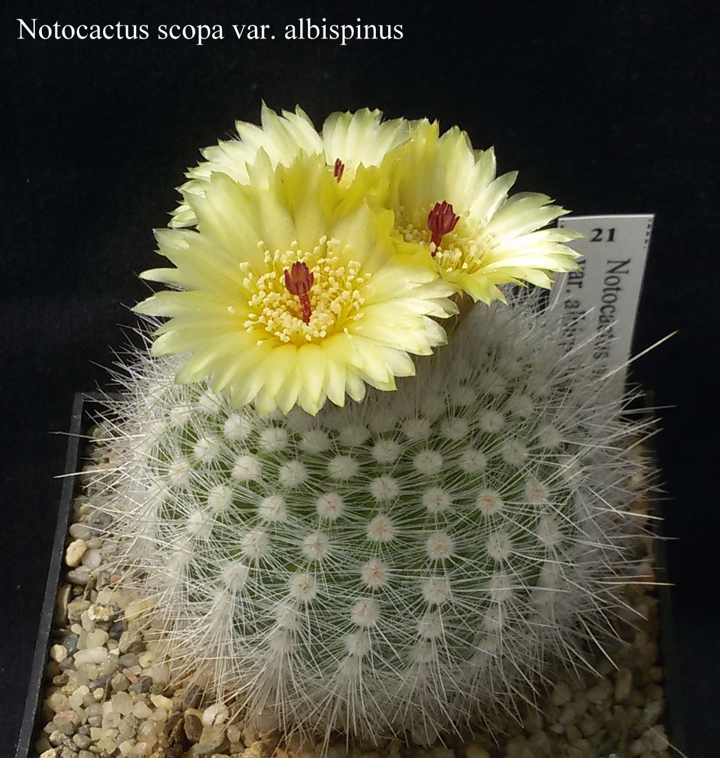 Notocactus scopa var. albispinus 20170611