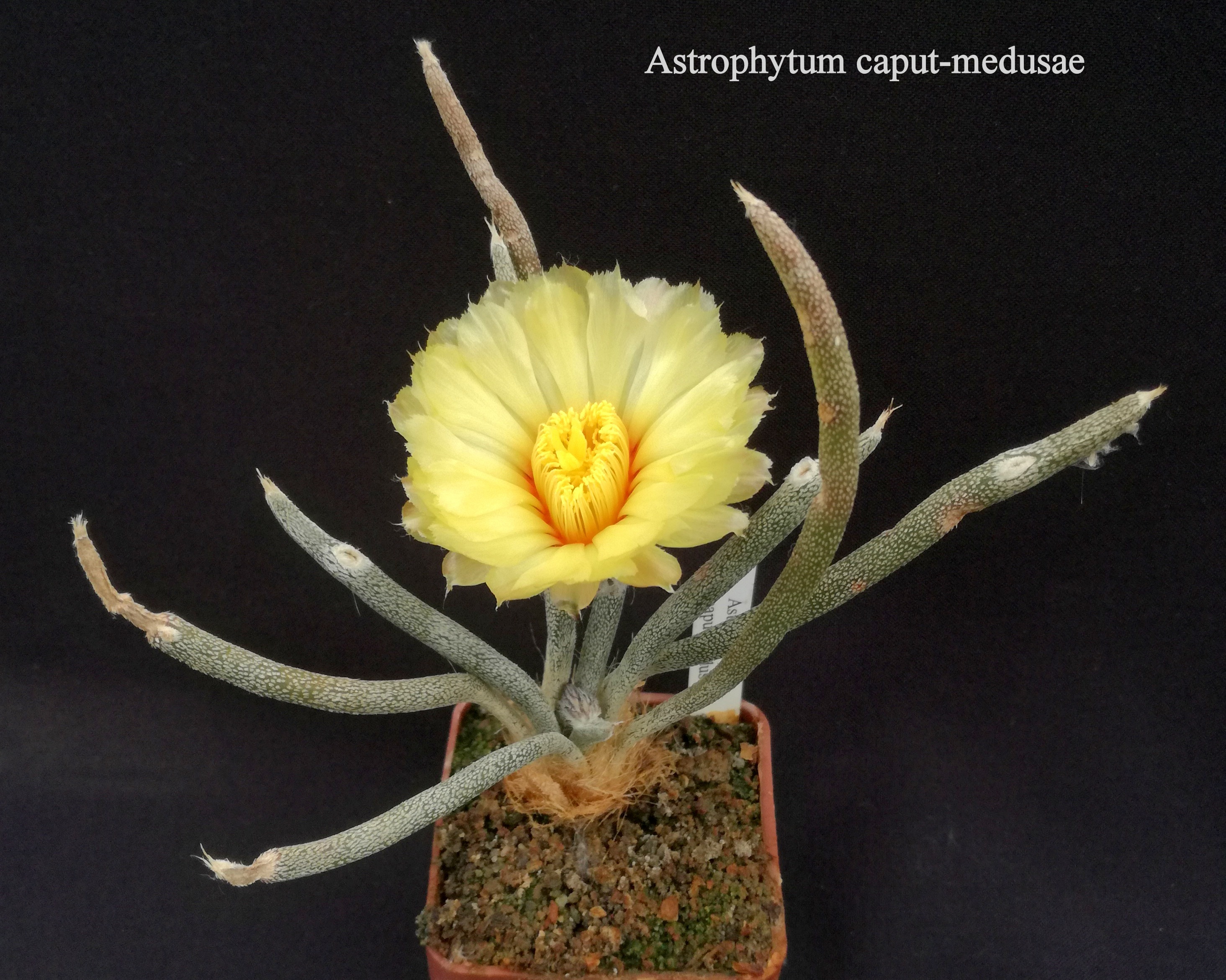 43 Astrophytum caput-medusae 20200616