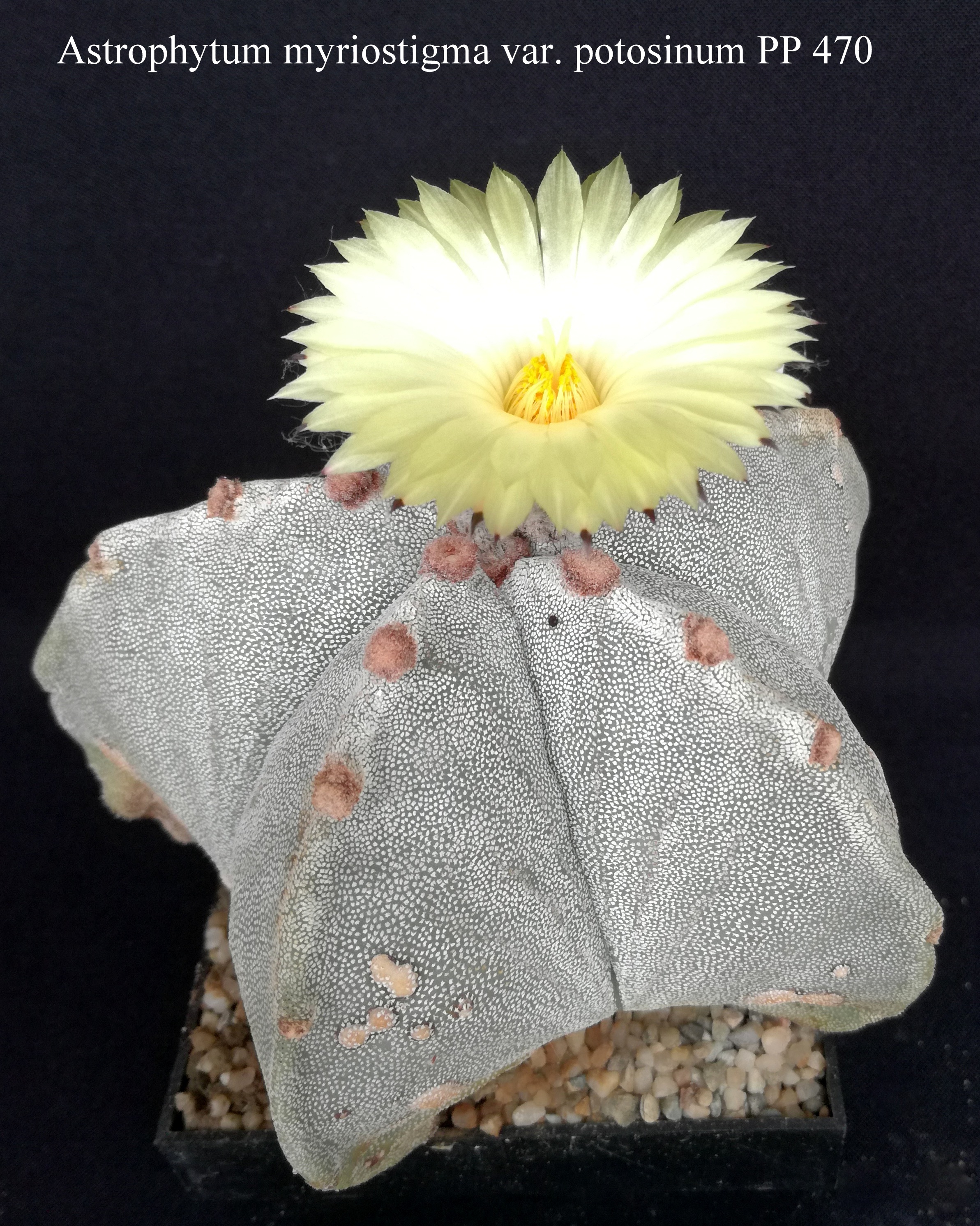 31 Astrophytum myriostigma var. potosinum PP 470 20190731