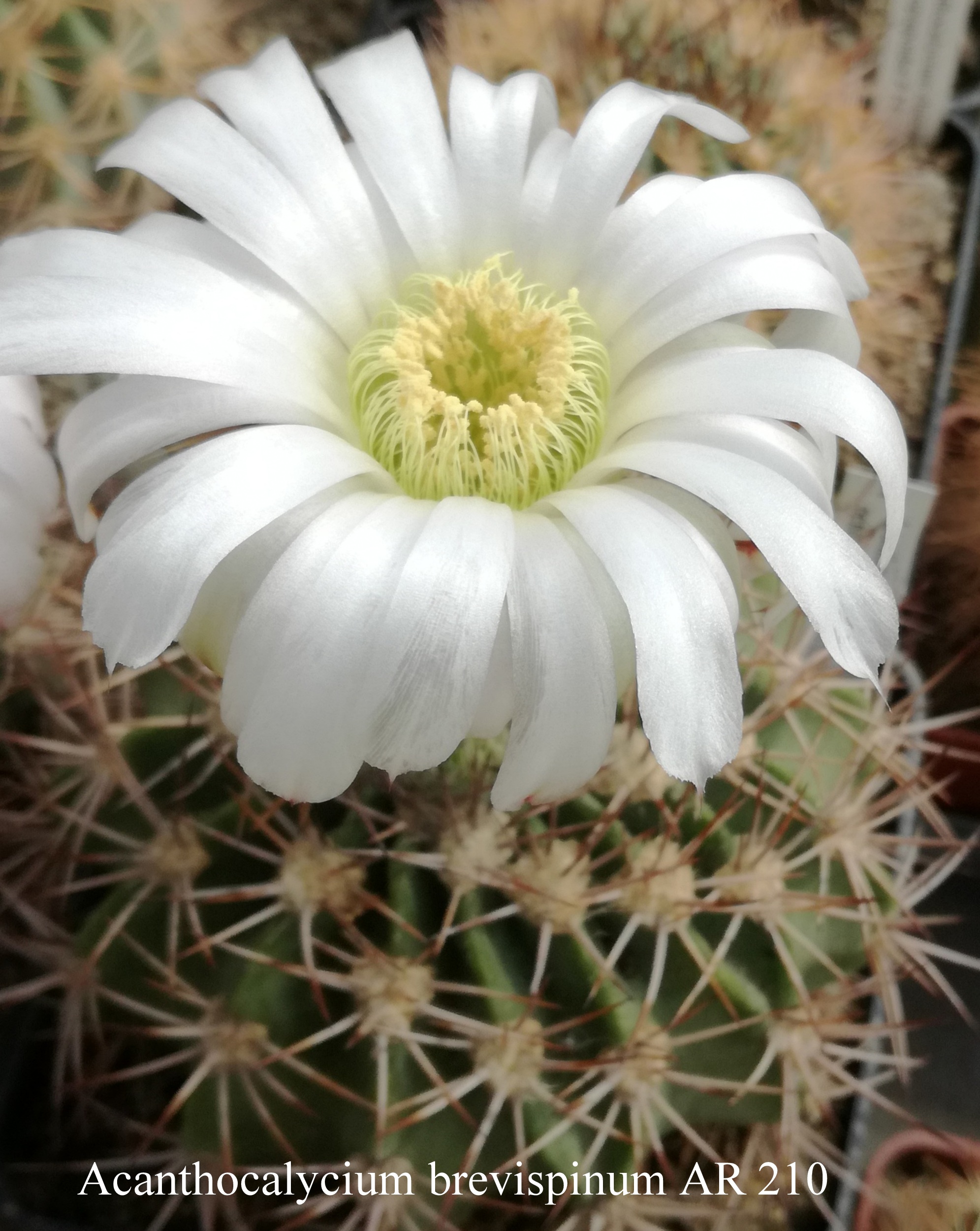 1 Acanthocalycium brevispinum AR 210 20200527