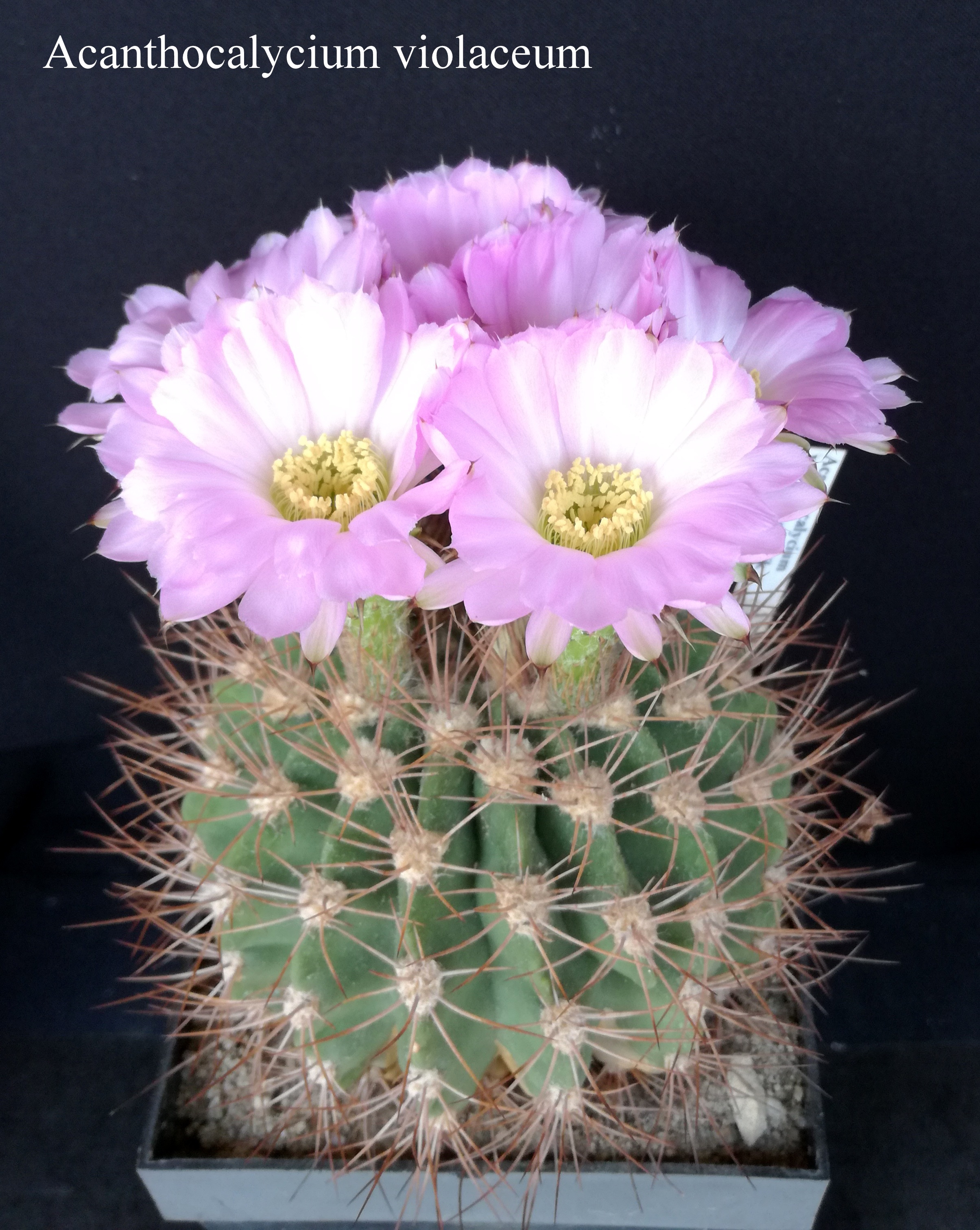 3 Acanthocalycium violaceum 20190608