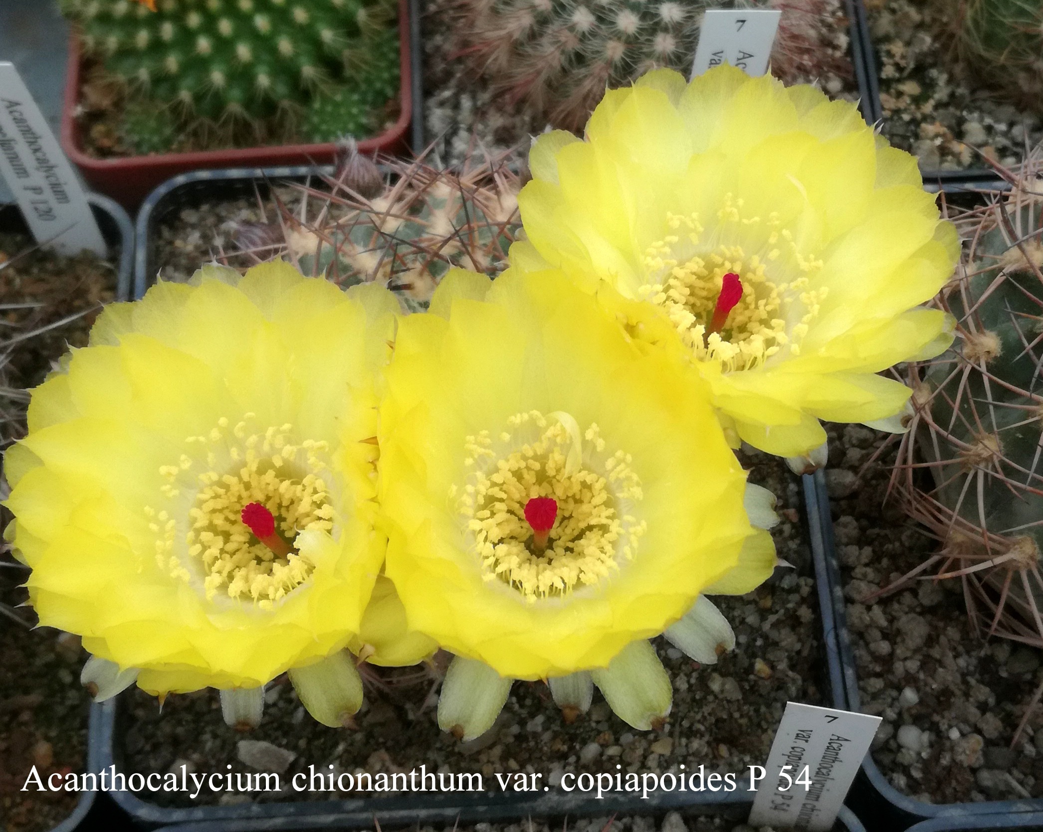 7 Acanthocalycium chionanthum var. copiapoides P 54 20200526