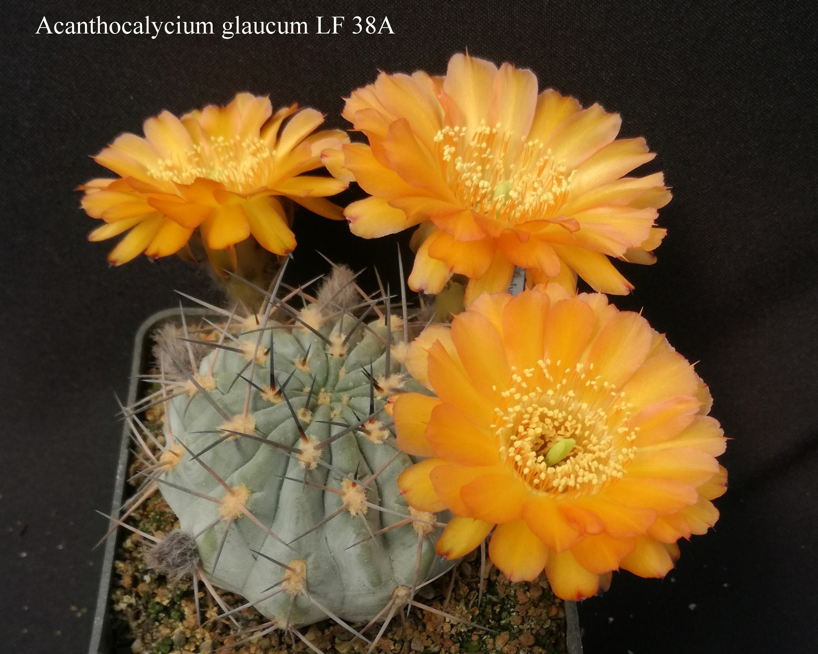 12 Acanthocalycium glaucum LF 38A 20200516