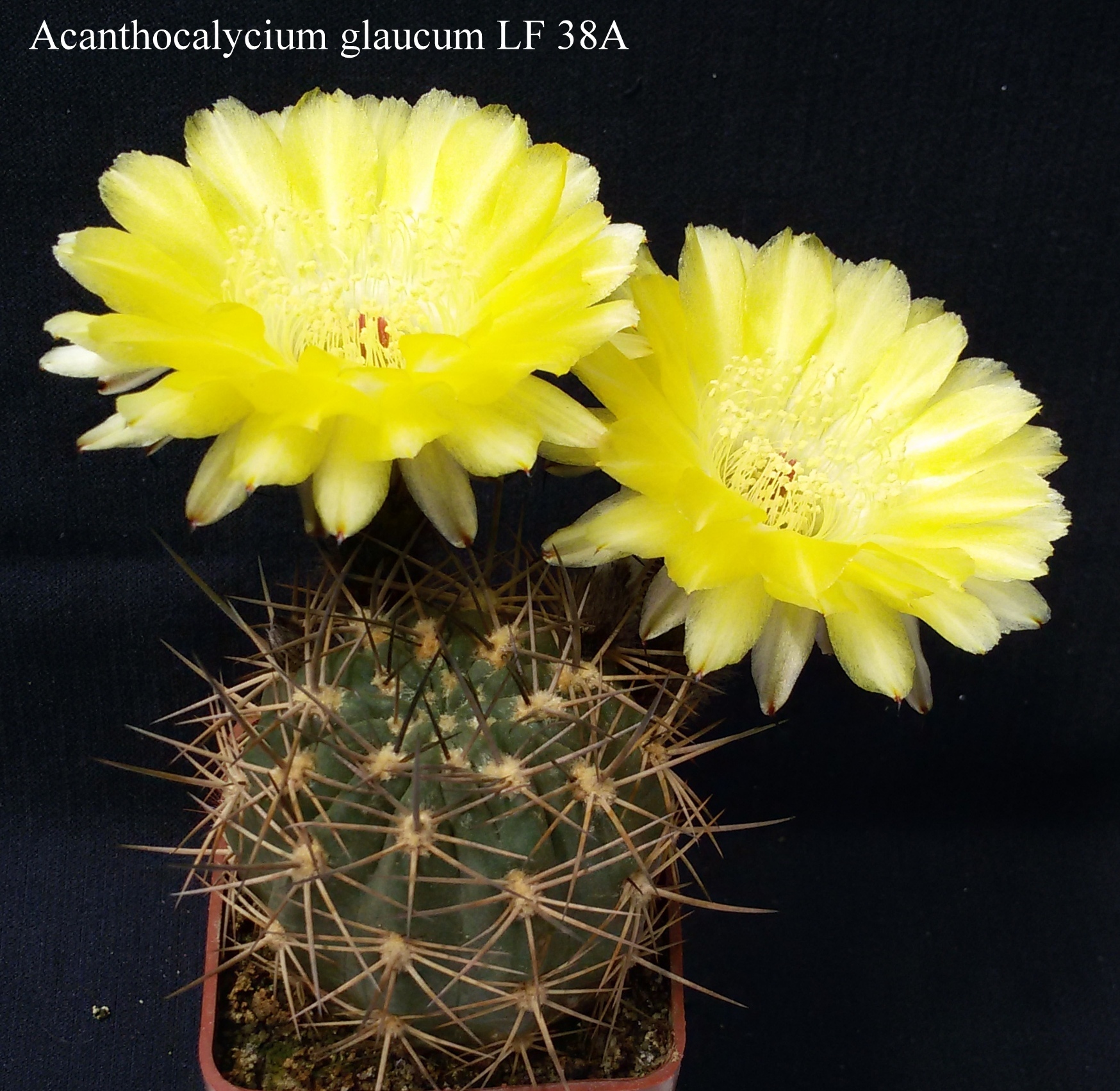 12 Acanthocalycium glaucum LF 38A 20170529