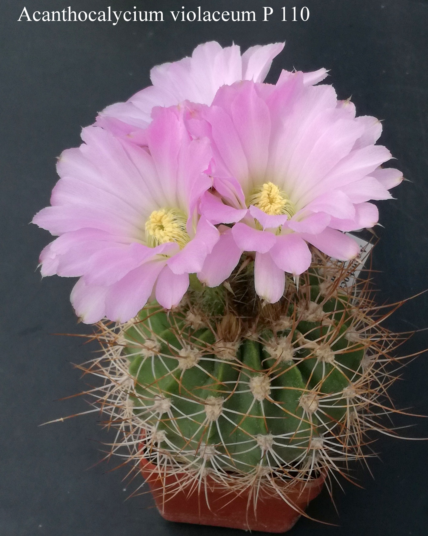 13 Acanthocalycium violaceum P 110 20180522