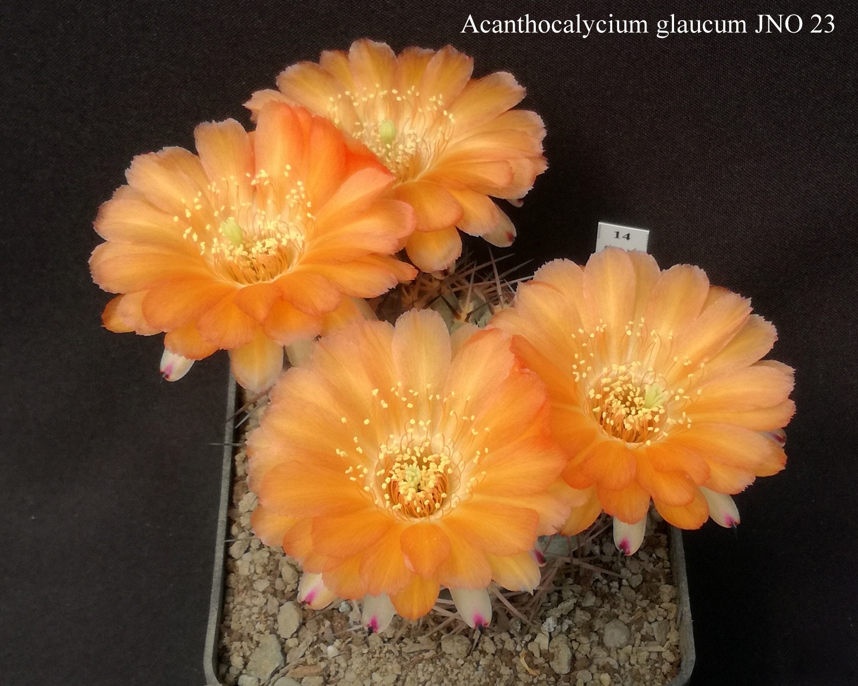 14 Acanthocalycium glaucum JNO 23 20200516