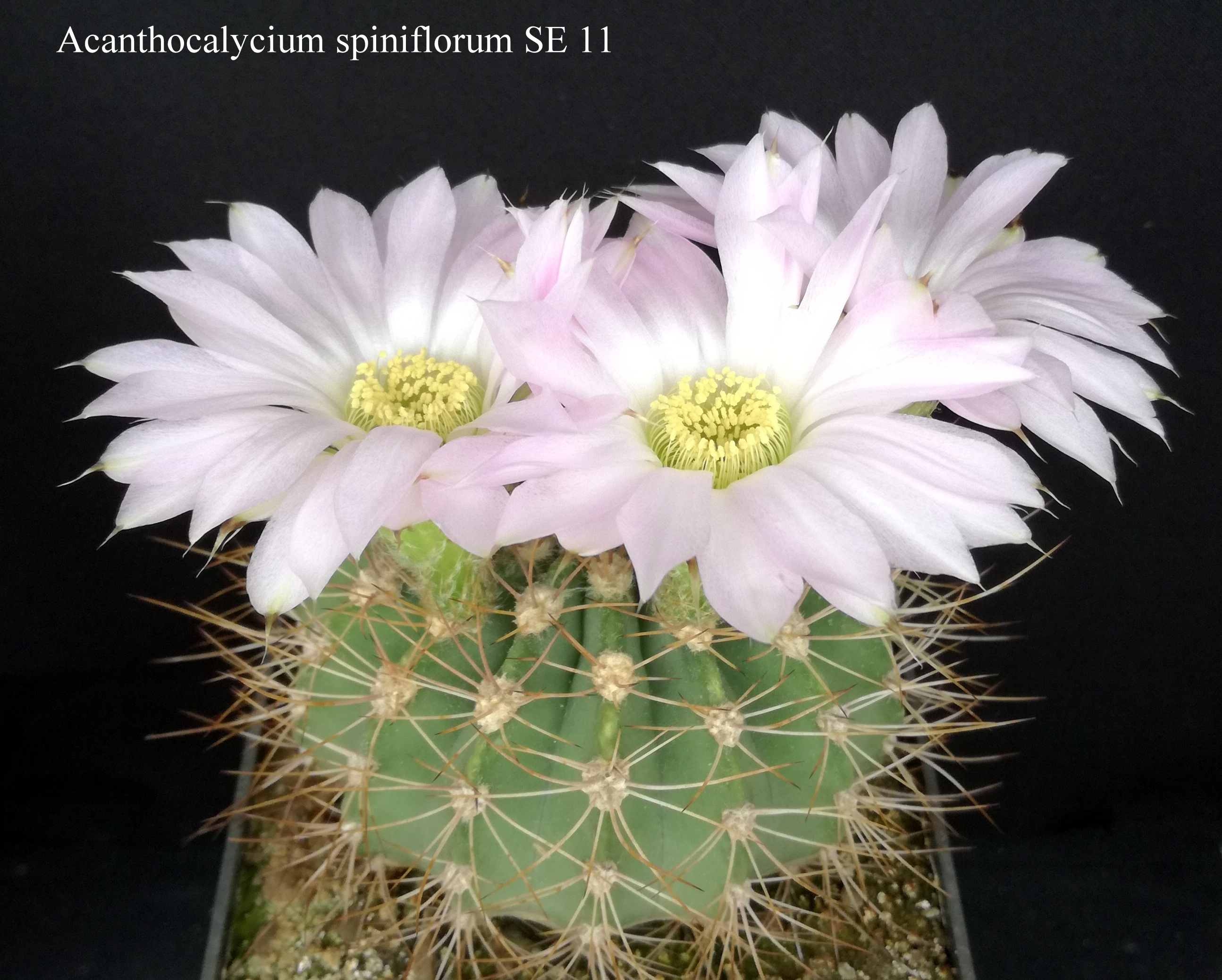 15 Acanthocalycium spiniflorum SE 11 20190608 (2)