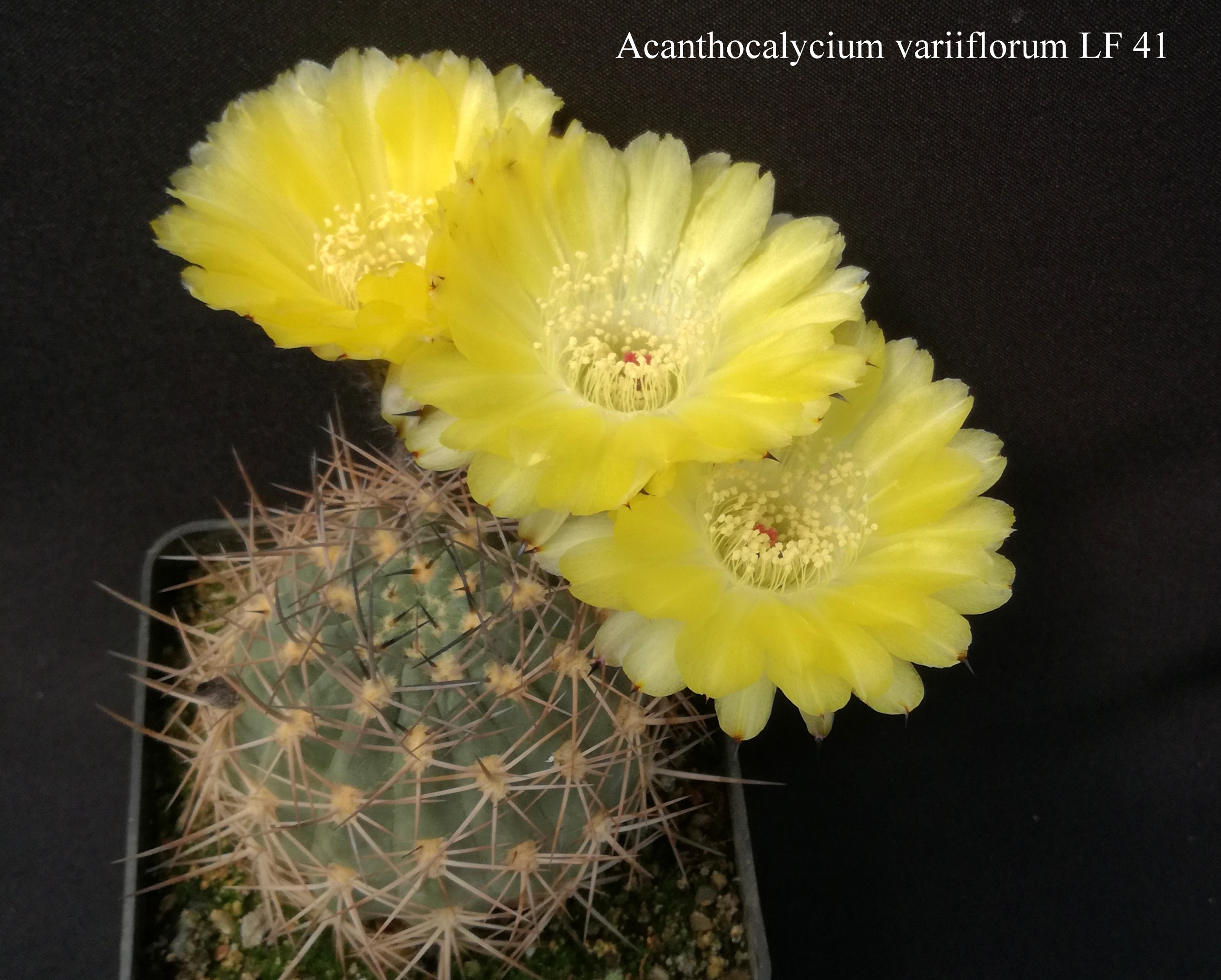 18 Acanthocalycium variiflorum LF 41 20200516