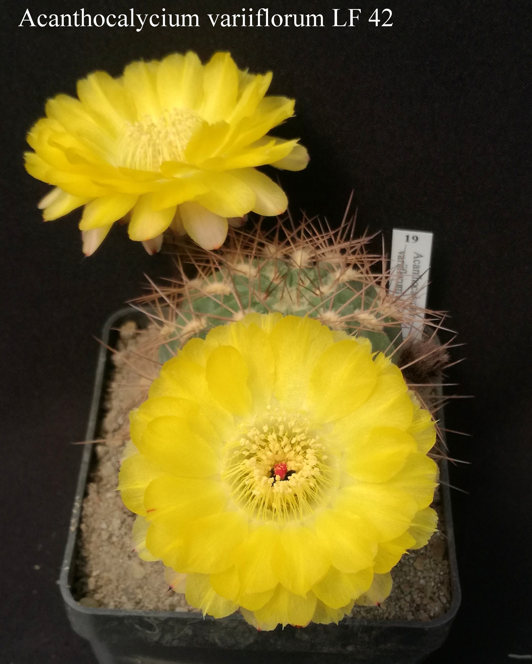 19 Acanthocalycium variiflorum LF 42 20200516