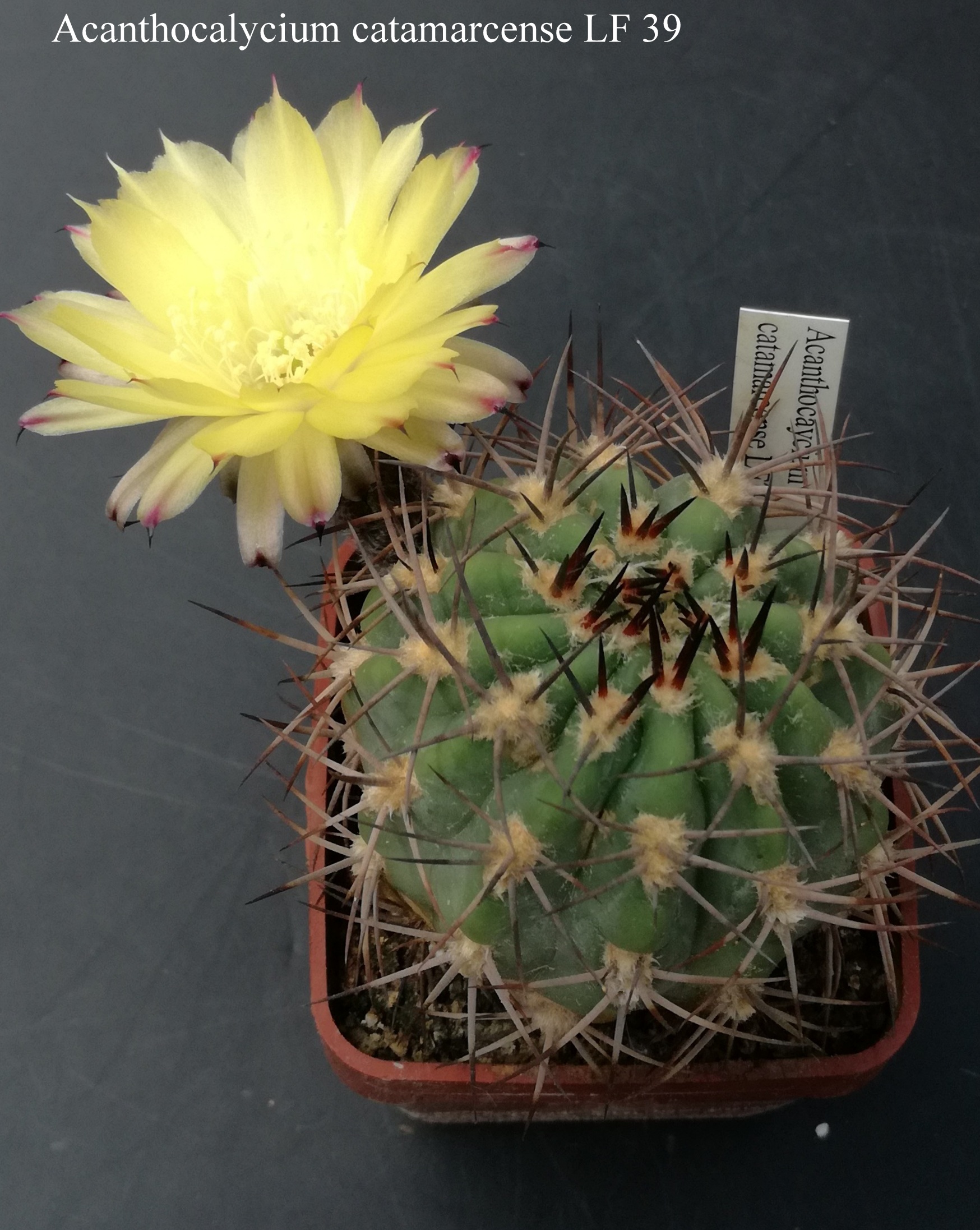 20 Acanthocalycium catamarcense LF 39 20180523