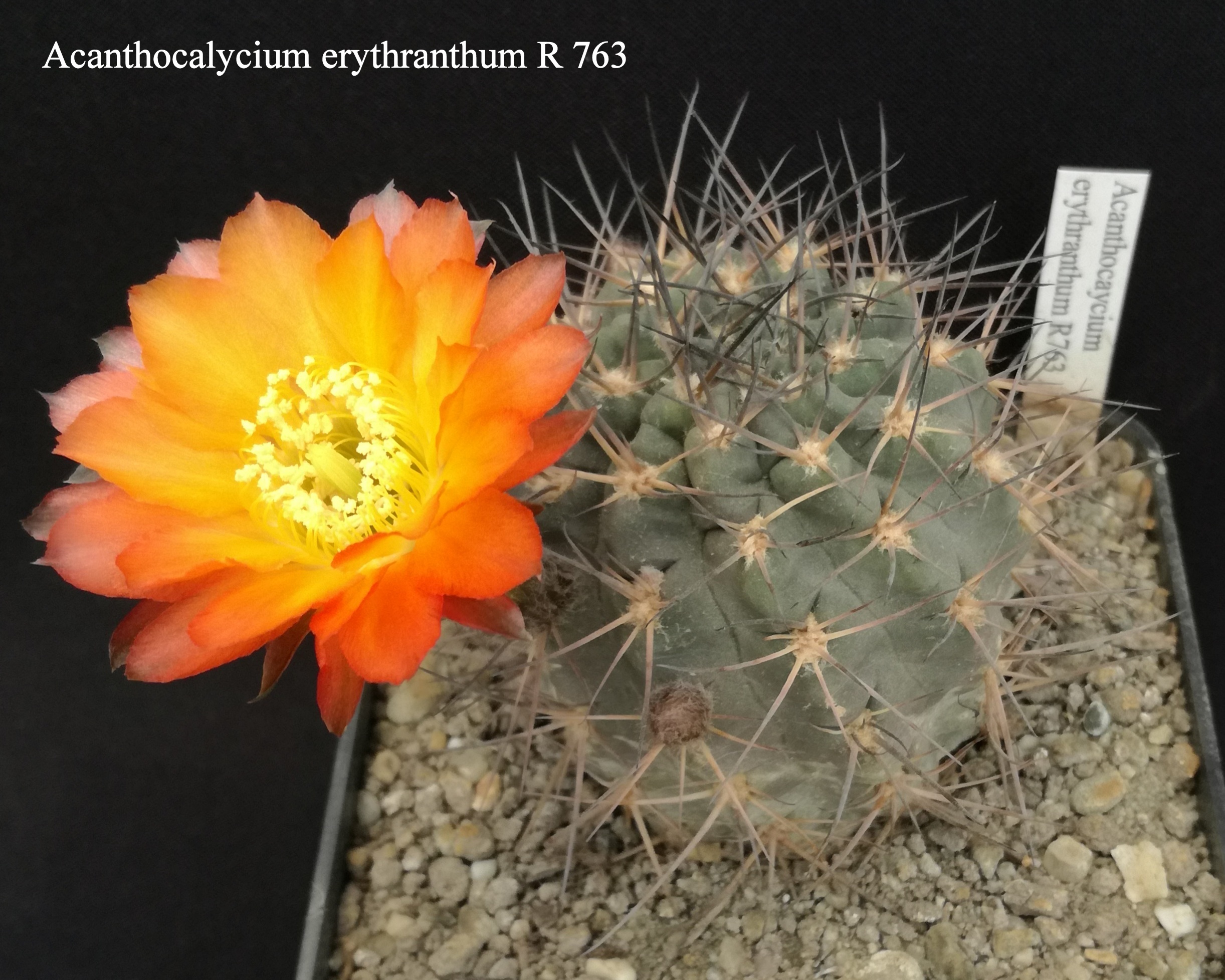 23 Acanthocalycium erythranthum R 763 20200427