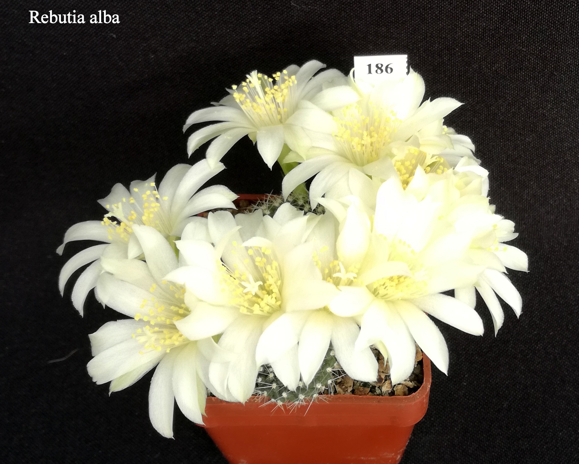 186 Rebutia alba 20200520