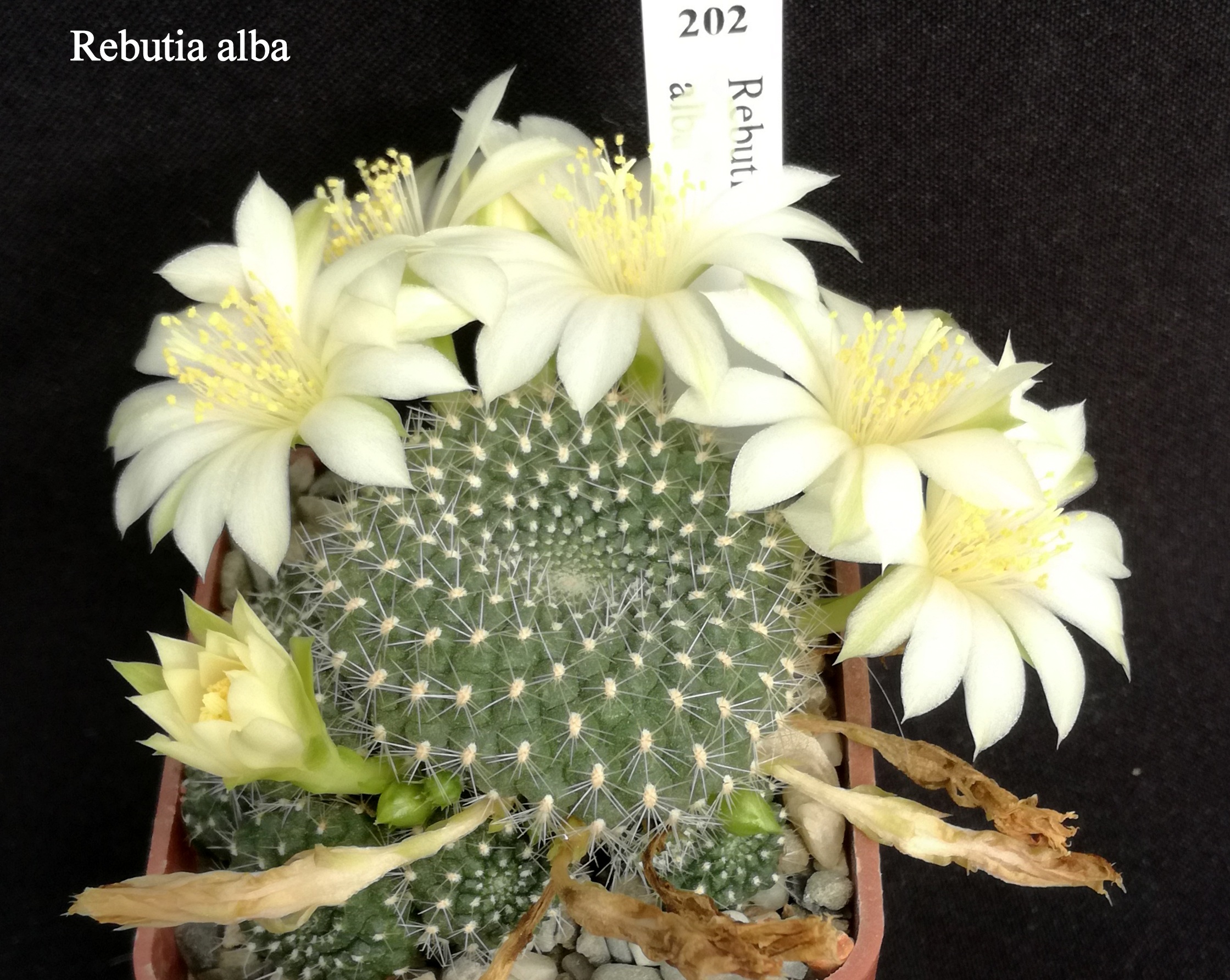 202 Rebutia alba 20200520