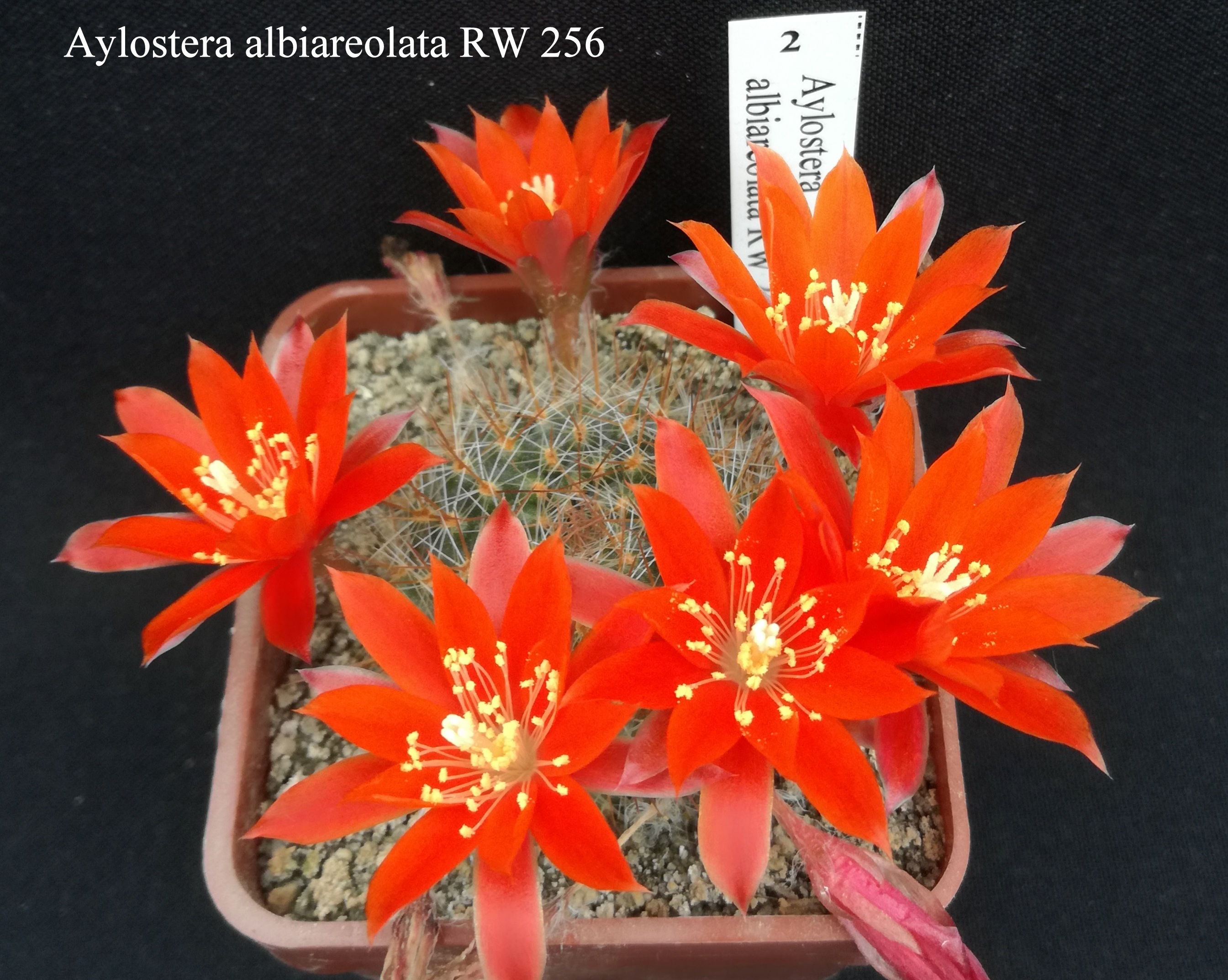 2 Aylostera albiareolata RW 256 20200529