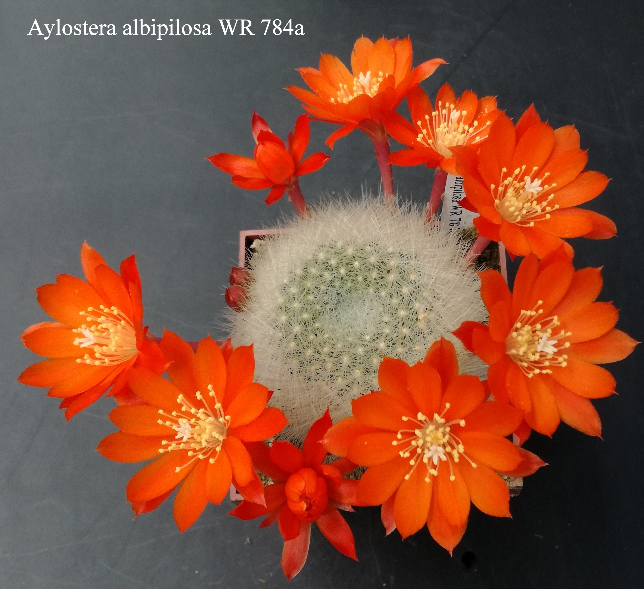 Aylostera albipilosa WR 784a 20180523 (2)