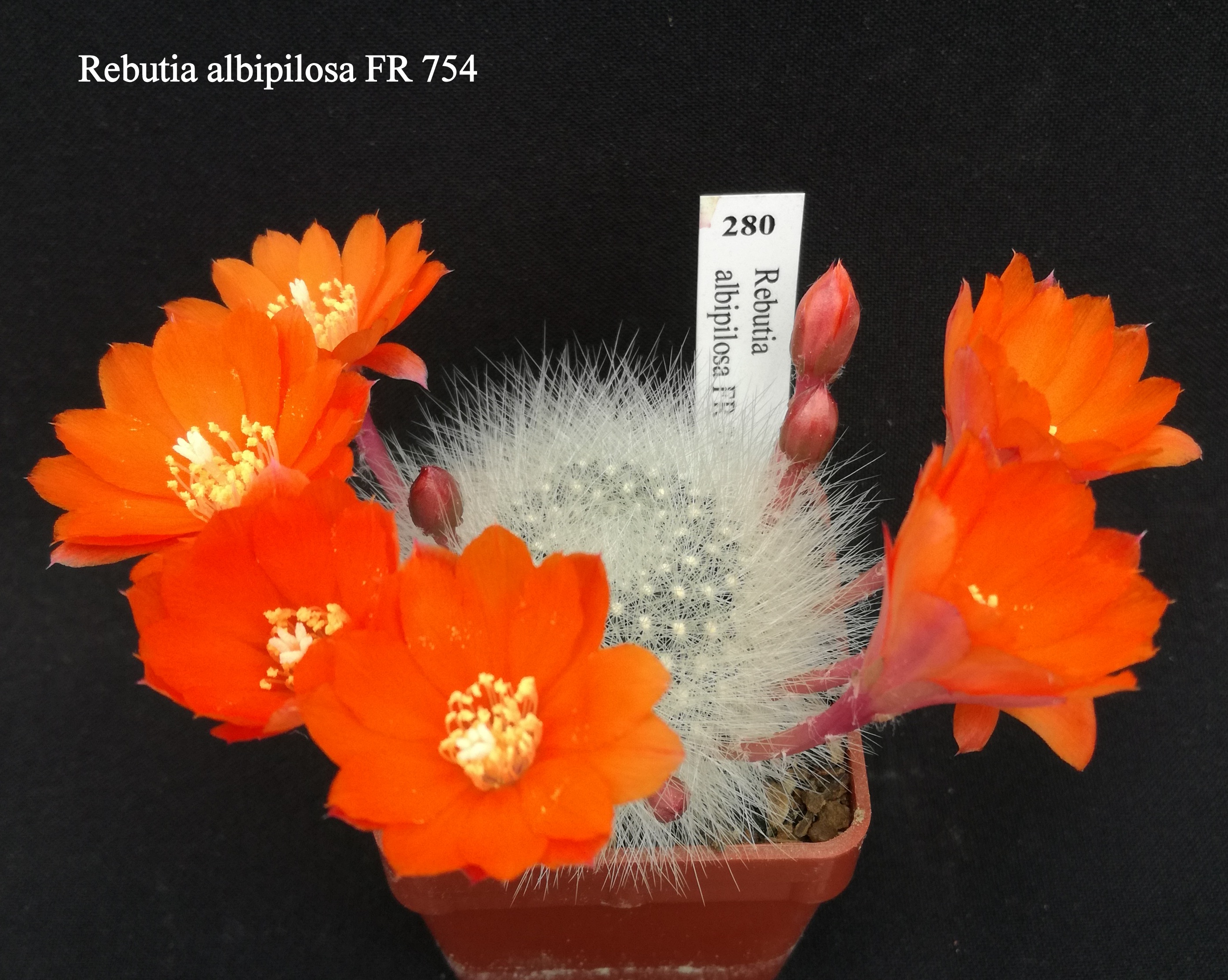 280 Rebutia albipilosa FR 754 20200518