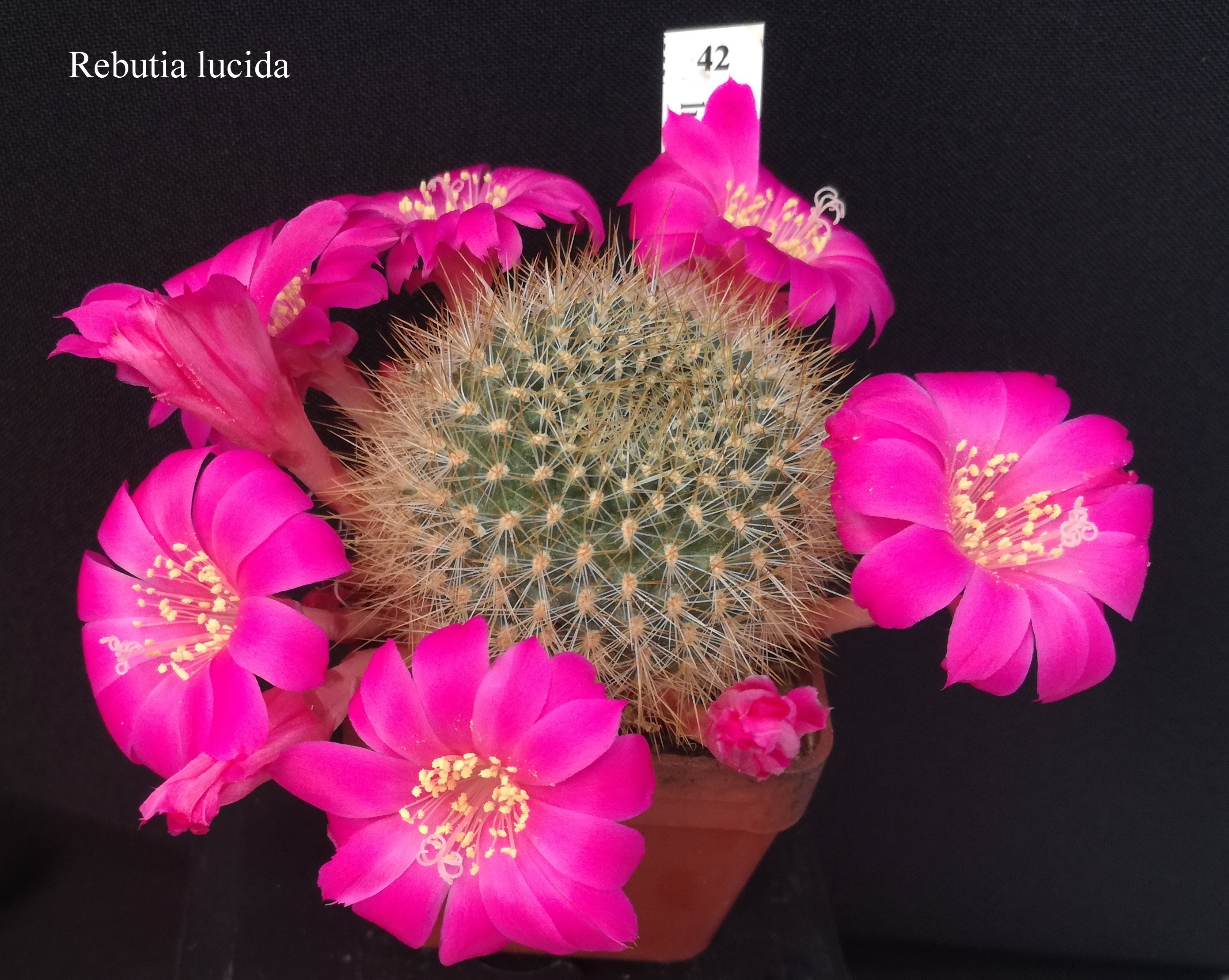 42 Rebutia lucida 20190423