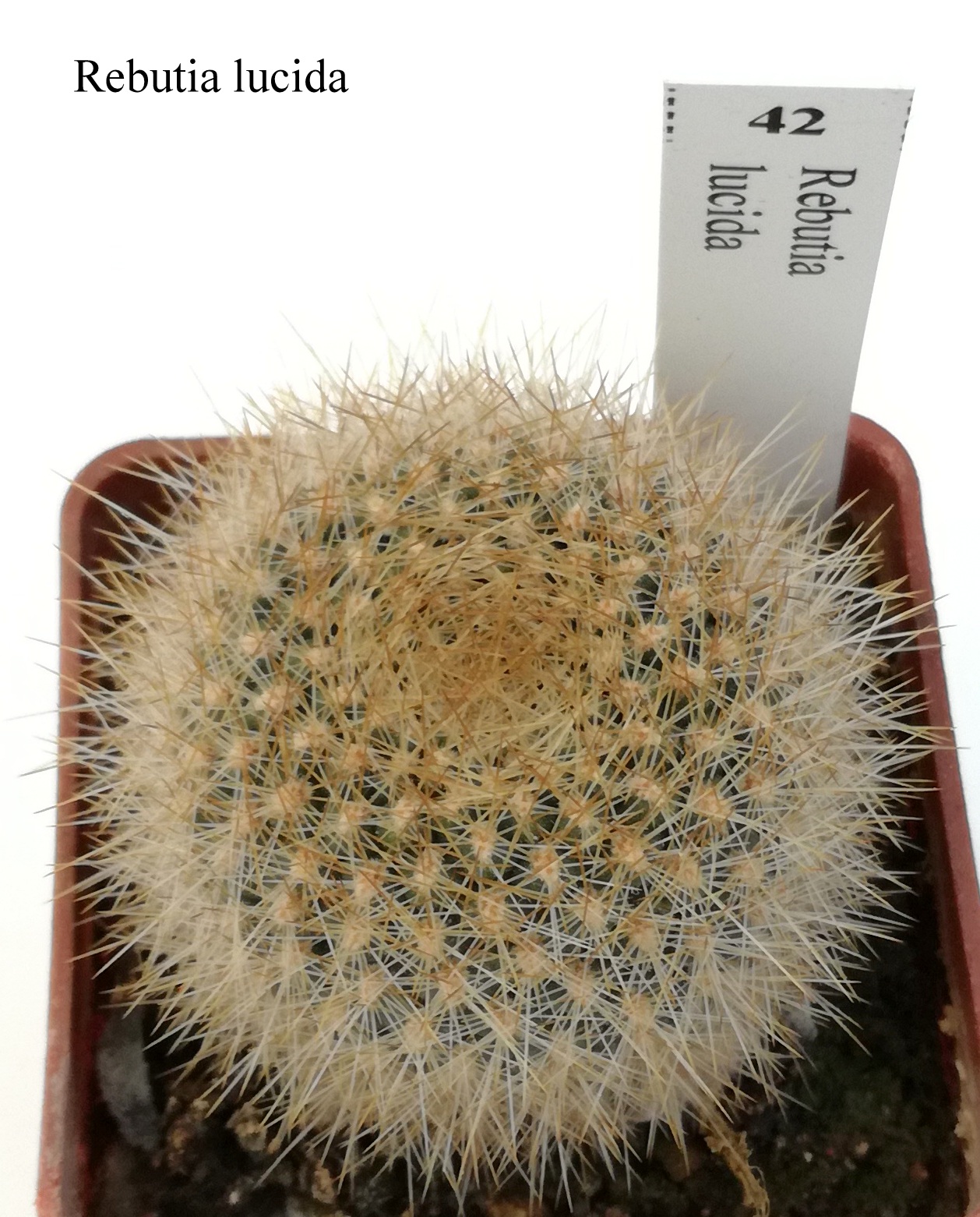 42 Rebutia lucida 20190122 1