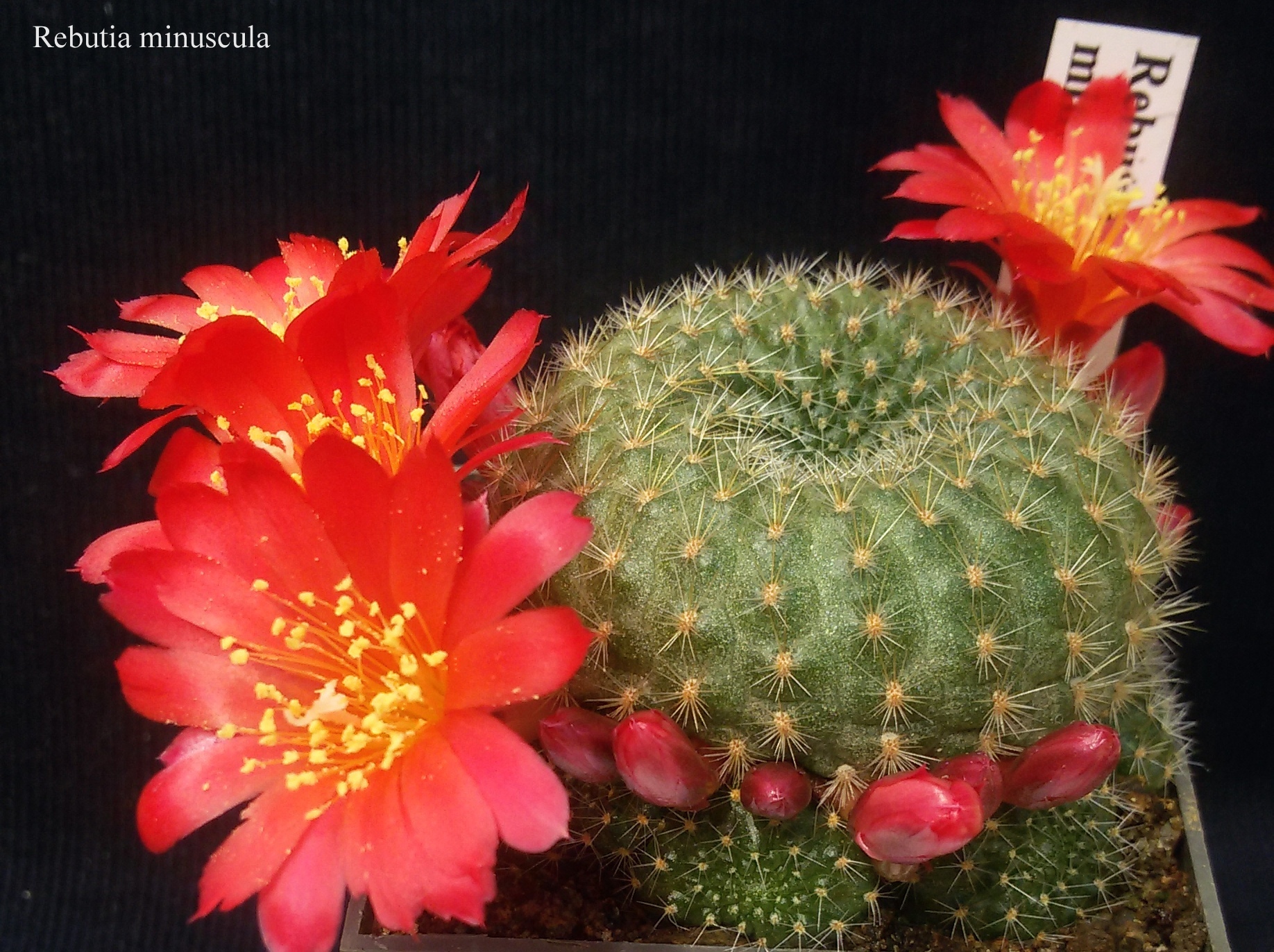 123 Rebutia minuscula 20172501