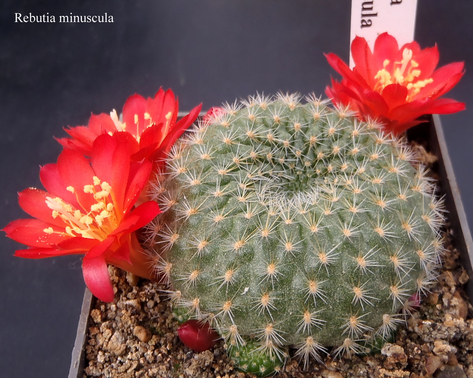 123 Rebutia minuscula 20160424