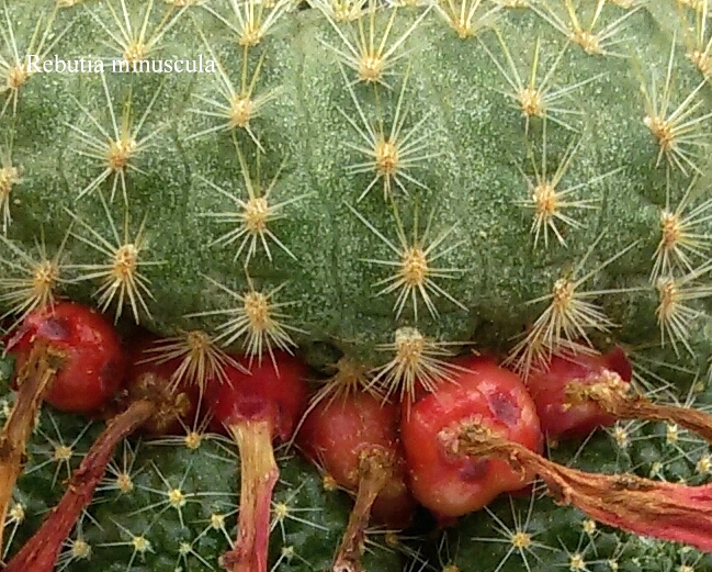 123Rebutia minuscula 20170516 sem