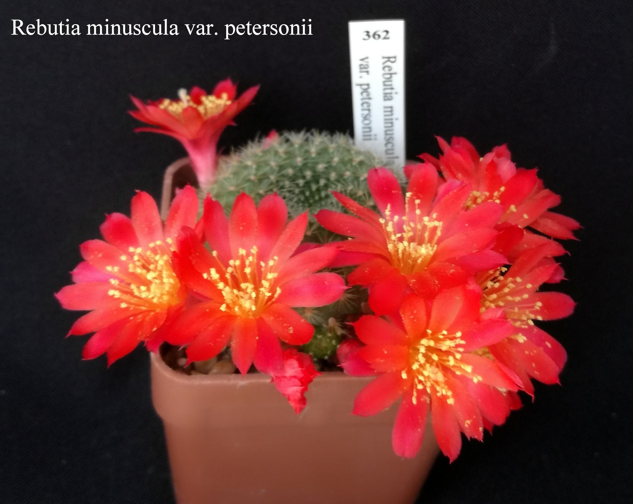 362 Rebutia minuscula var. petersonii 20200420