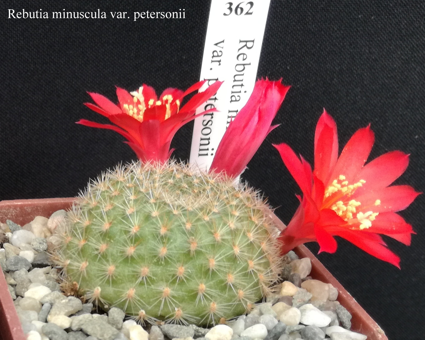 362 Rebutia minuscula var. petersonii 20190422