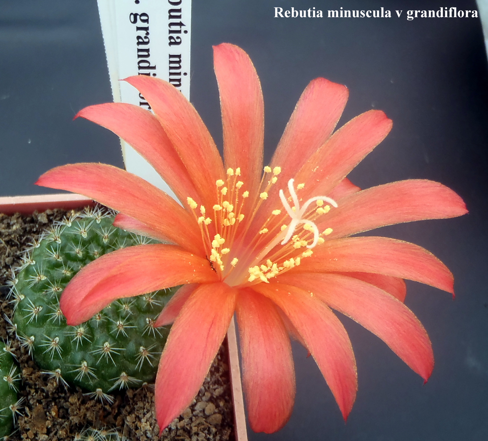 45 Rebutia minuscula v grandiflora 20140423