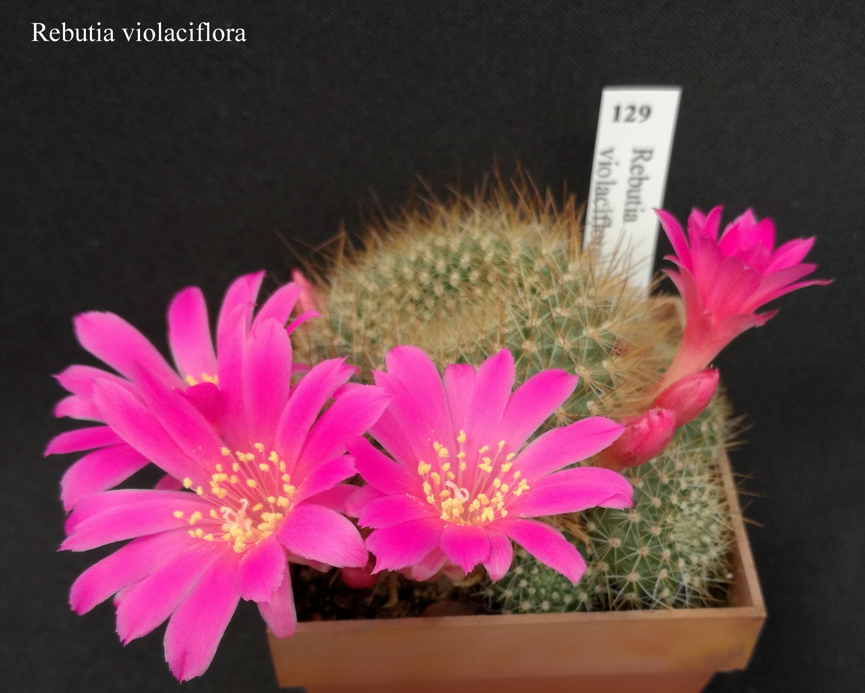 129 Rebutia violaciflora 20200416