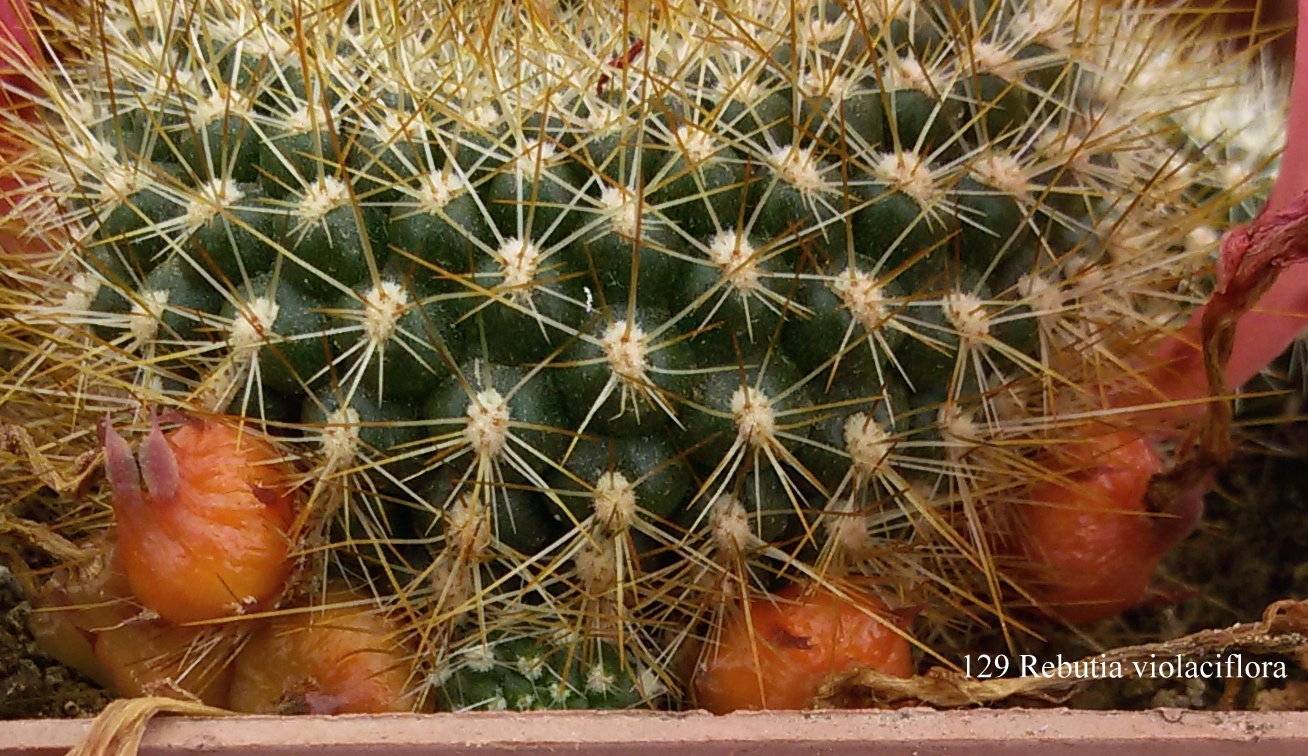 129 Rebutia violaciflora 20170509