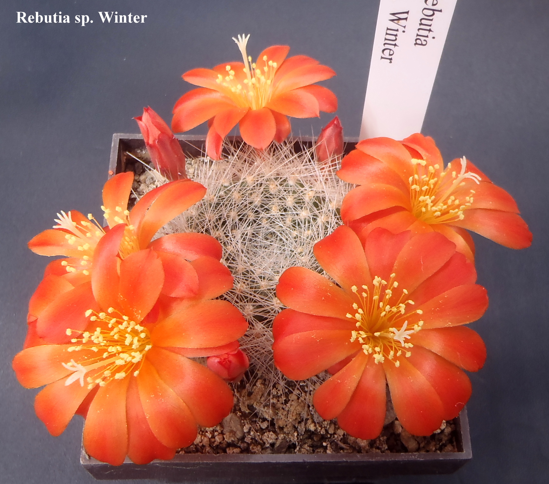 175 Rebutia sp. Winter 20150530