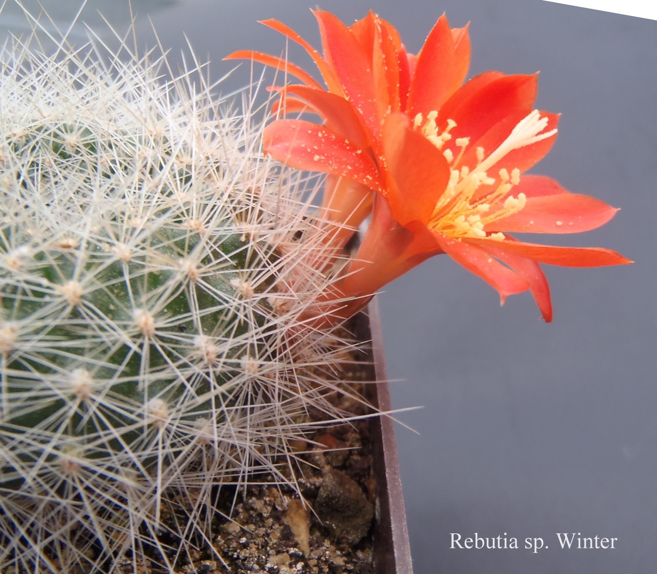 175 Rebutia sp. Winter 20140915 t