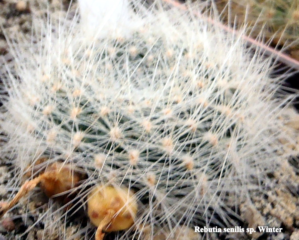 175 Rebutia seniis sp. Winter 20150127