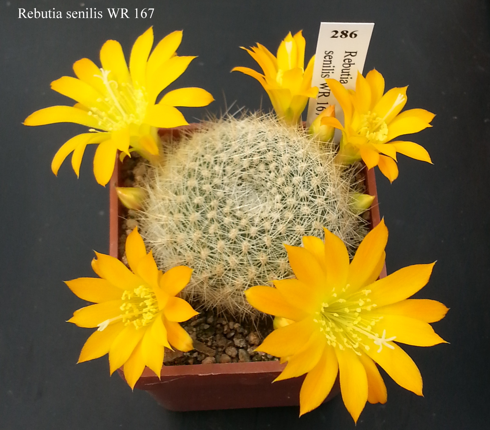 286 Rebutia senilis WR 167 20180424