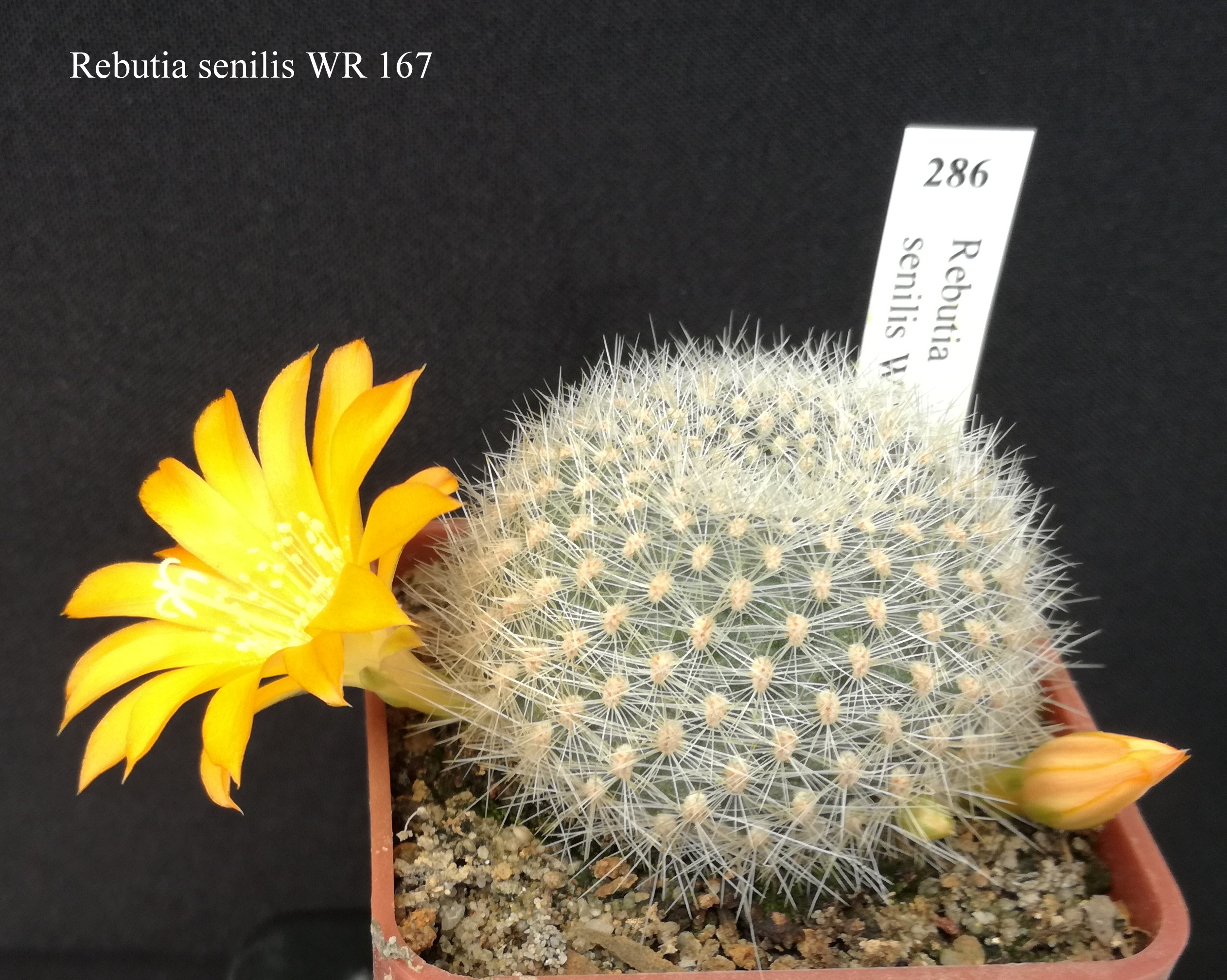 286 Rebutia senilis WR 167 20190420