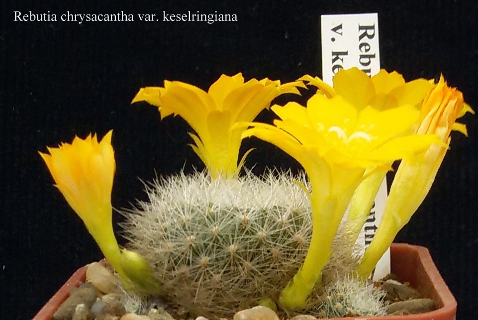 32 Rebutia chrysacantha var. kesselringiana 20170507 (2)