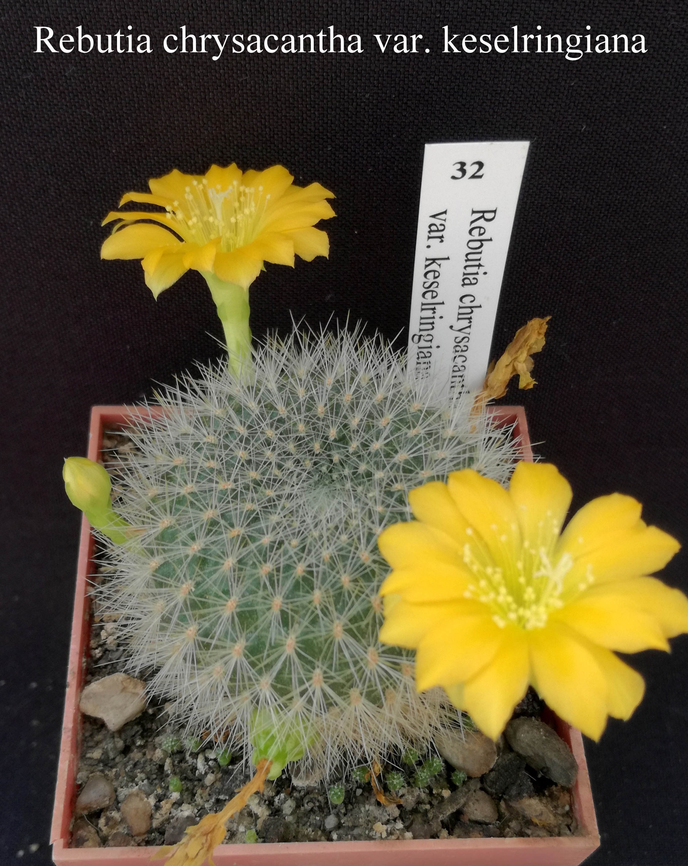 32 Rebutia chrysacantha var. keselringiana 20200915