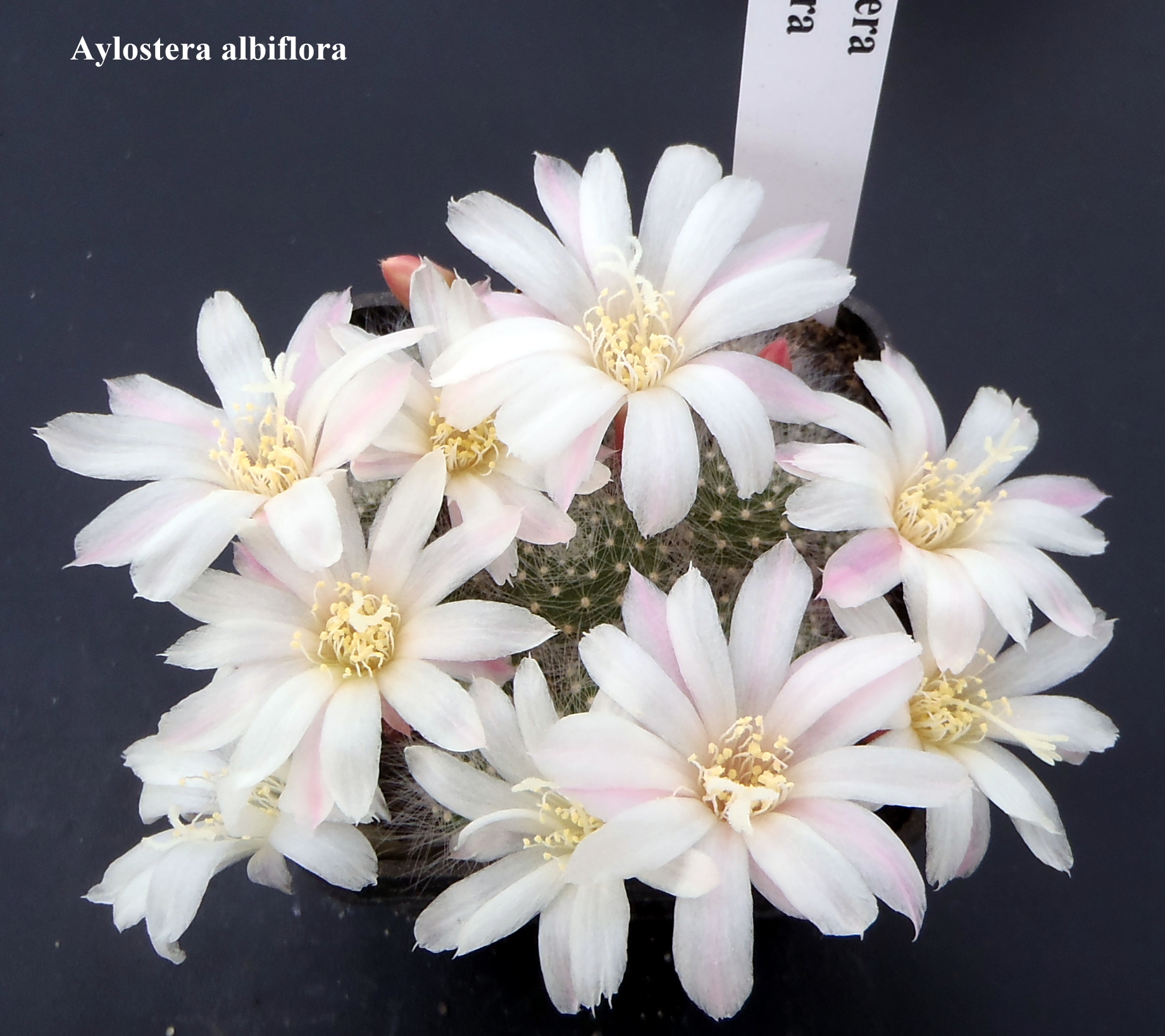 Aylostera albiflora 20150428