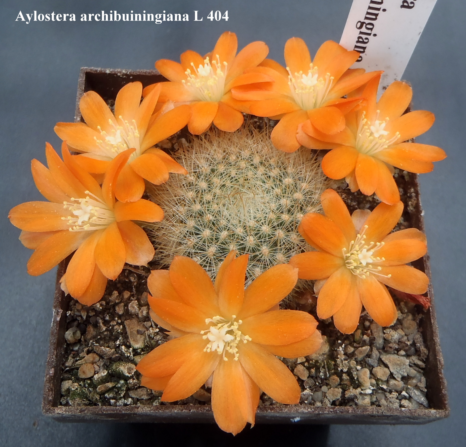 Aylostera archibuiningiana L 404 20150527