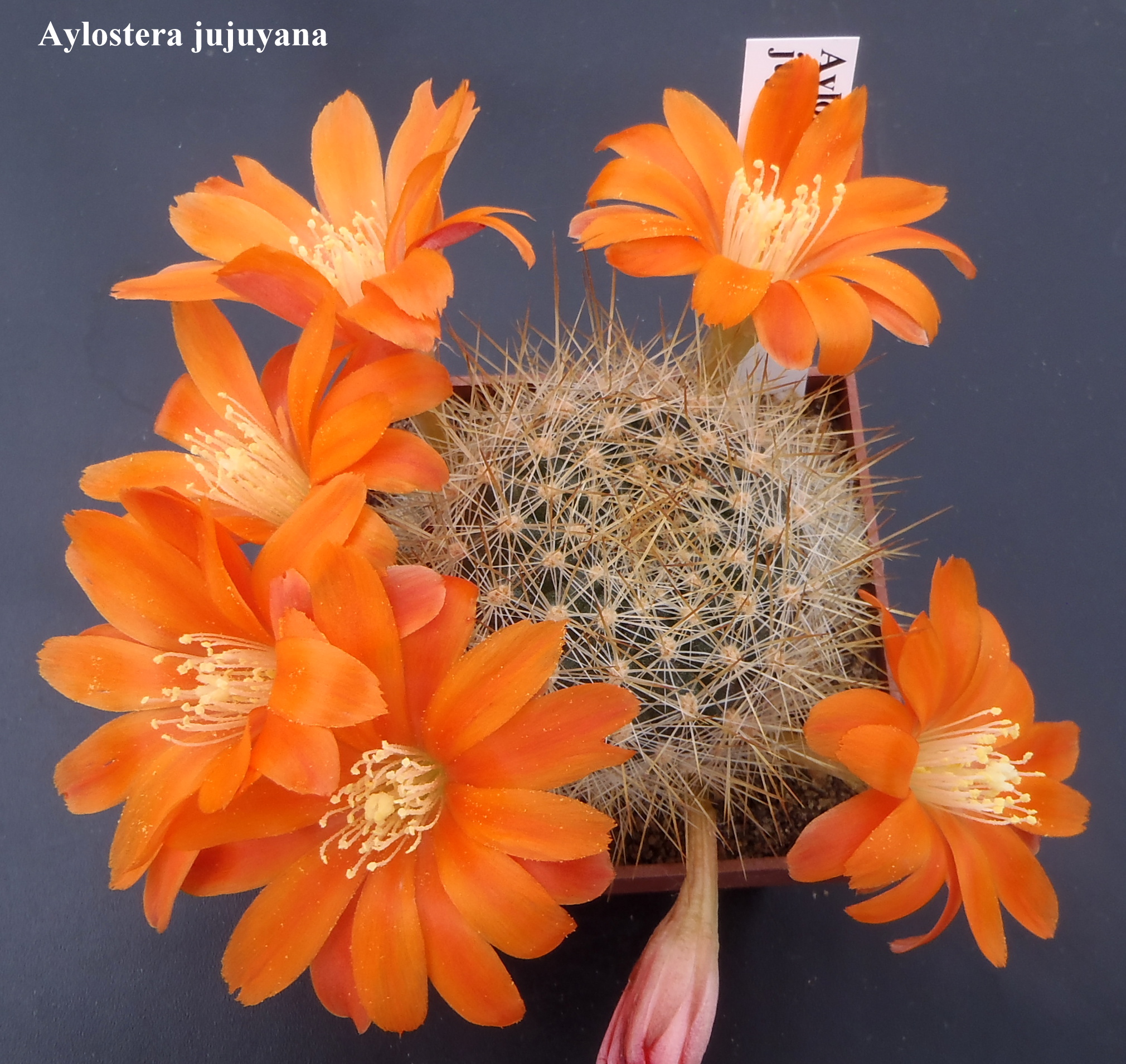 Aylostera jujuyana 20150504