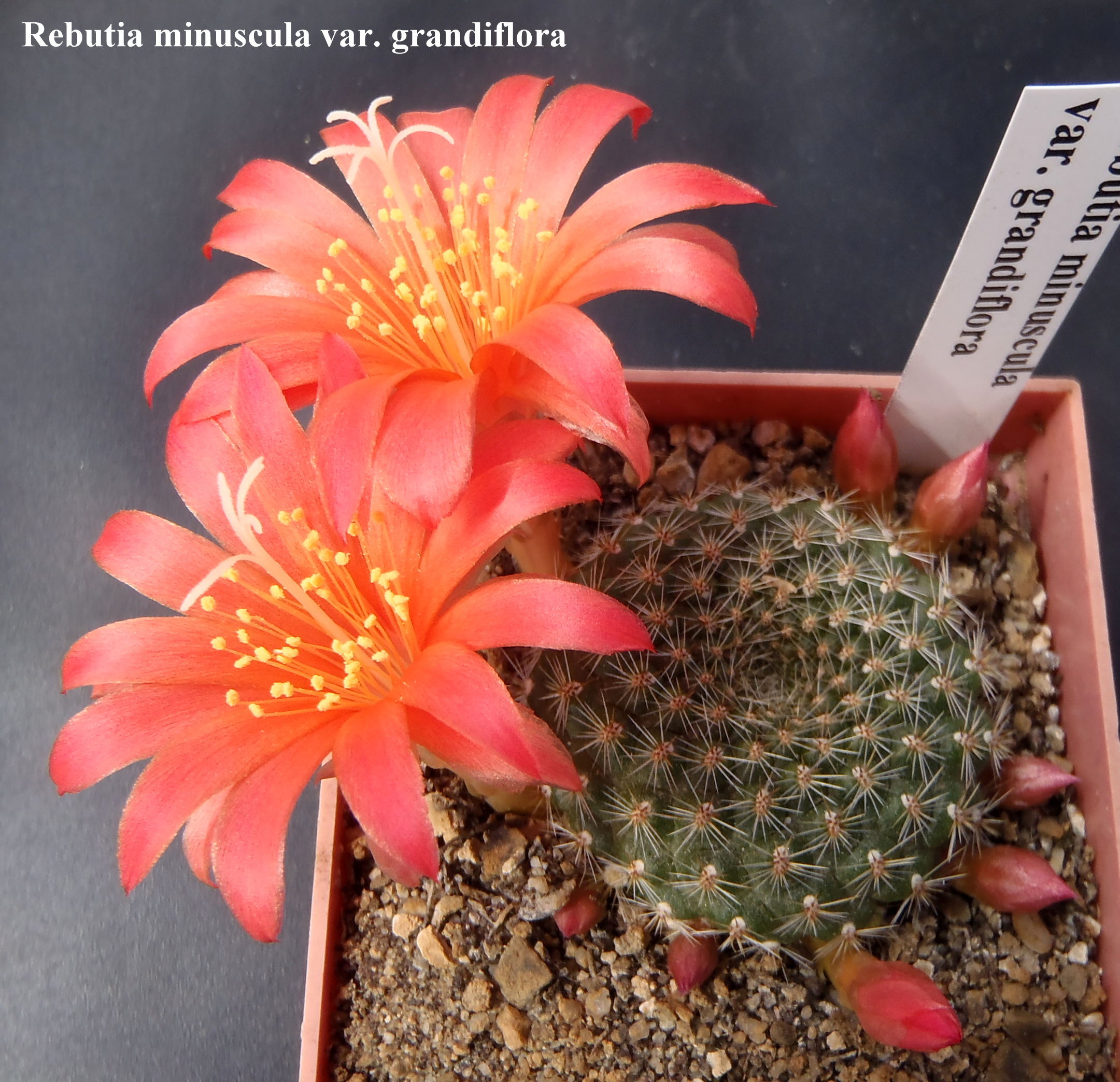 Rebutia minuscula var. grandiflora 20150423