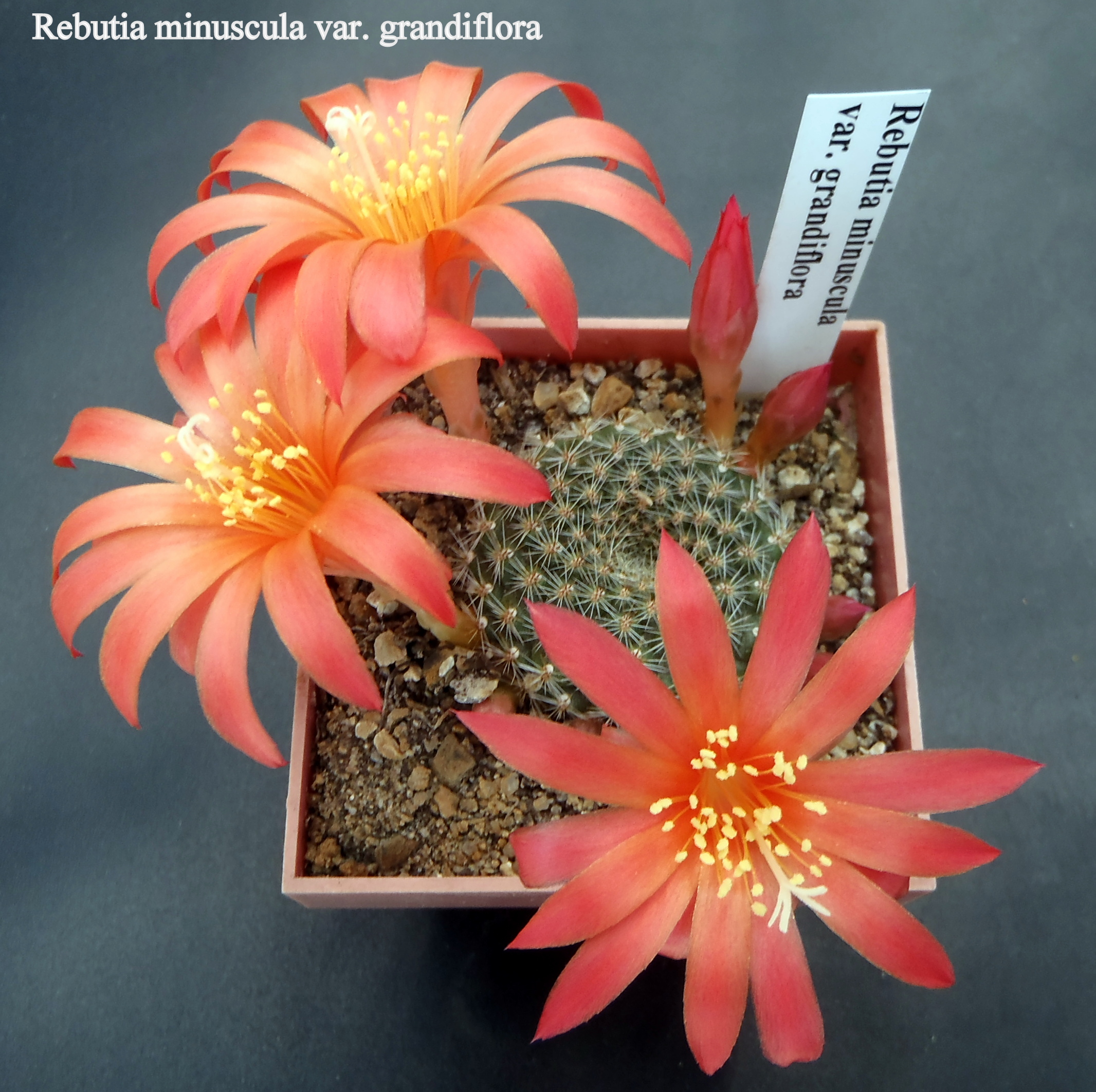 Rebutia minuscula var. grandiflora 20150425