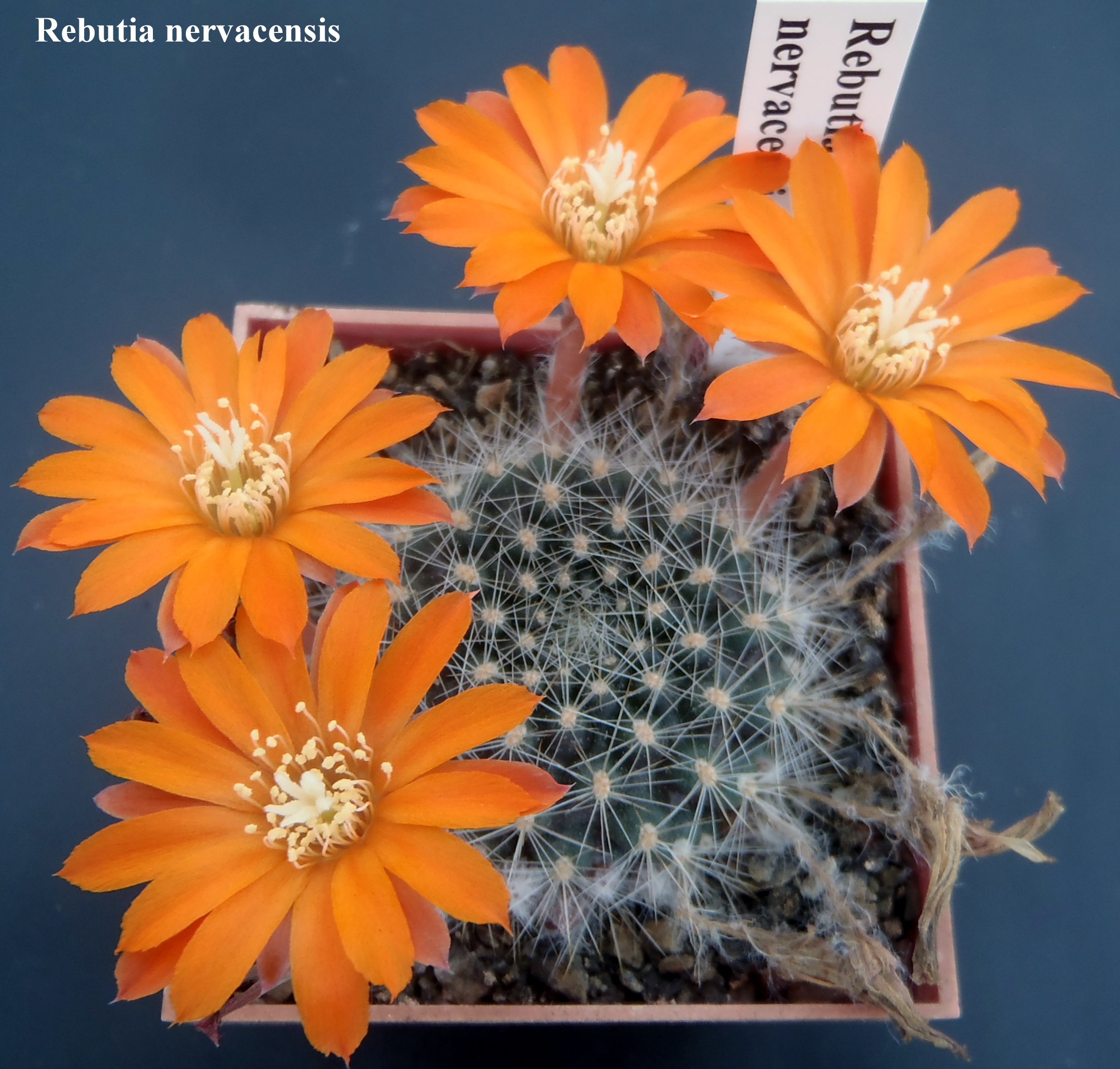 Rebutia nervacensis 20150527