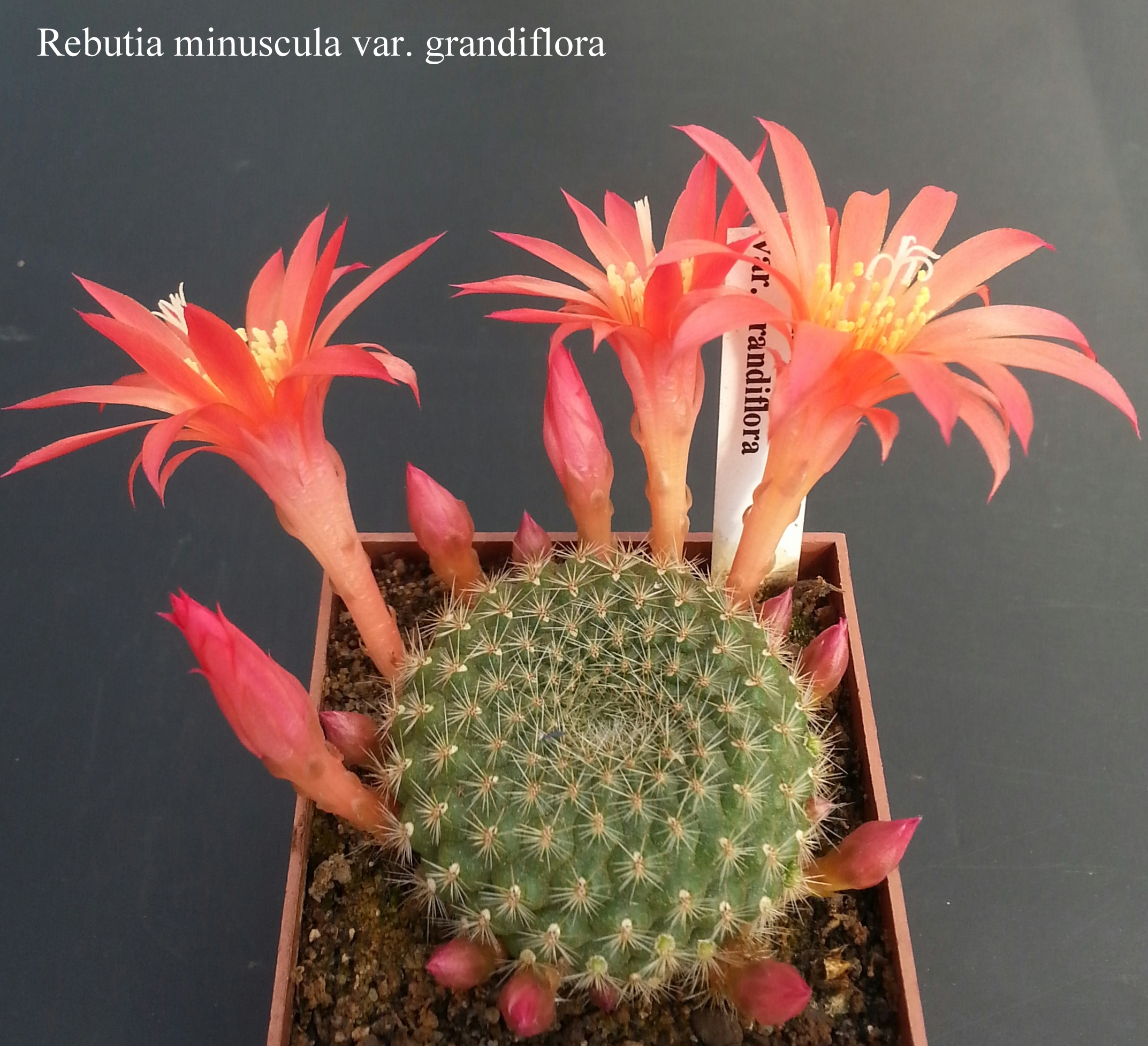 Rebutia minuscula var. grandiflora 20180422 (2)