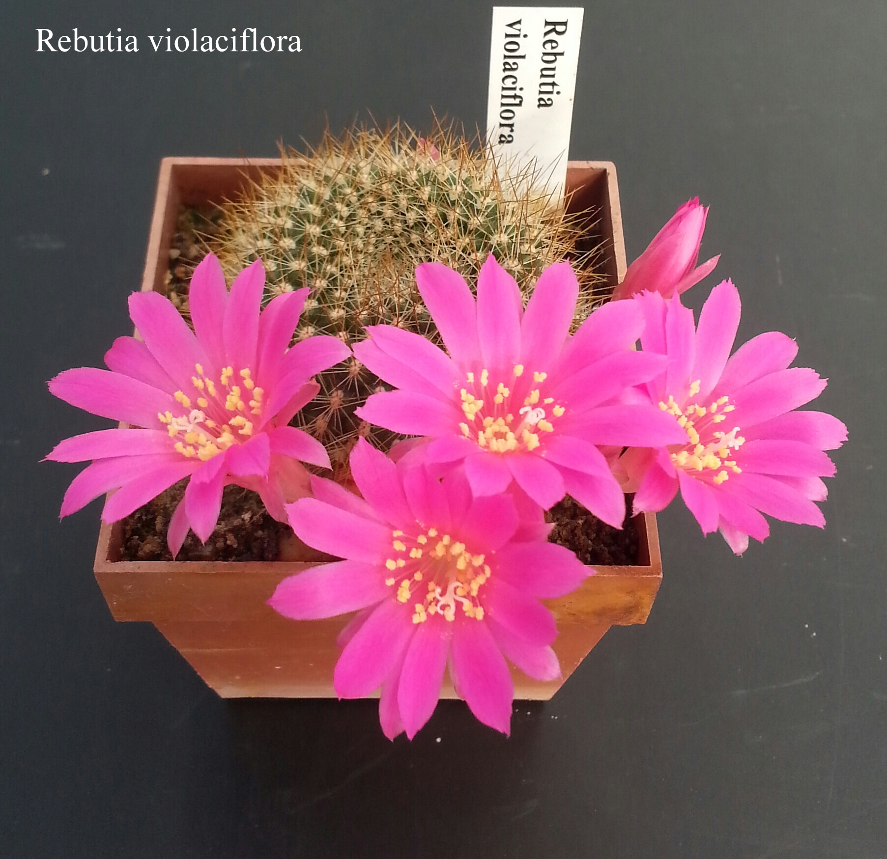 Rebutia violaciflora 20180422