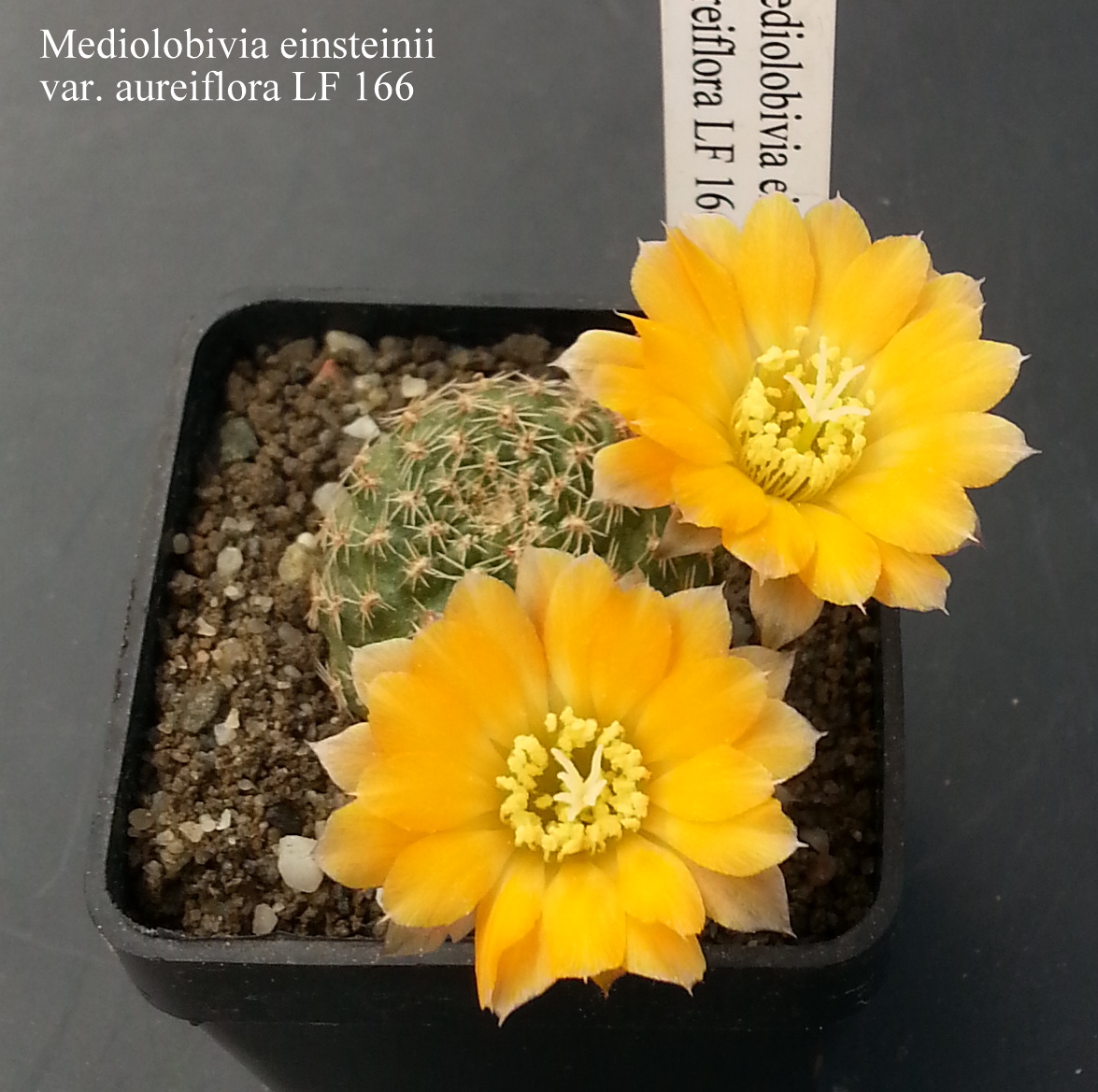 Mediolobivia einsteinii var. aureiflora LF 166 20180429