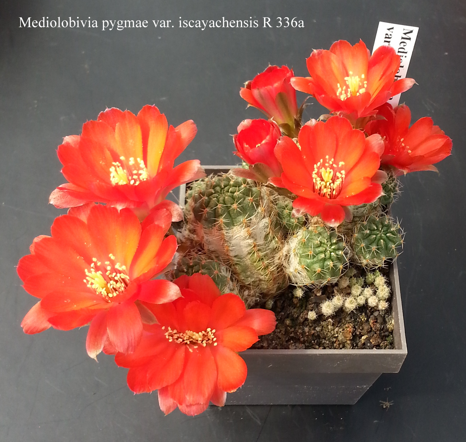 Mediolobivia pygmae var. iscayachensis R 336a 20180427